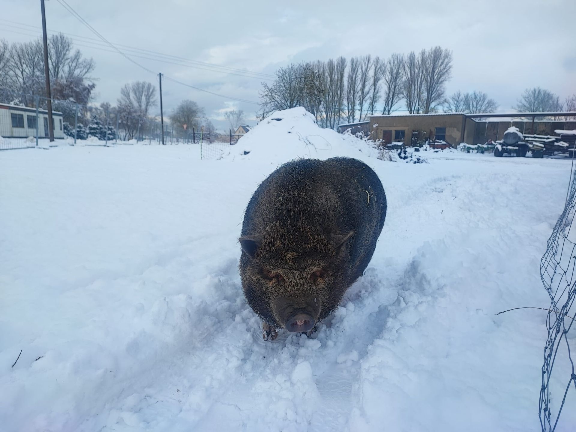 Ein Schwein läuft durch den Schnee in der Nähe eines Stacheldrahtzauns