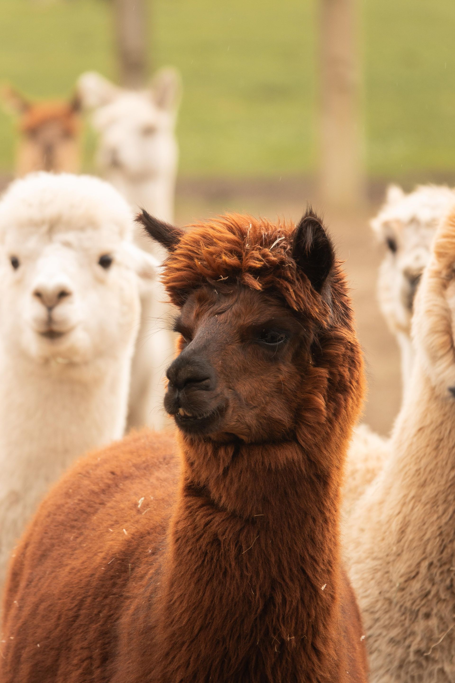 Eine Gruppe Alpakas steht nebeneinander auf einem Feld.