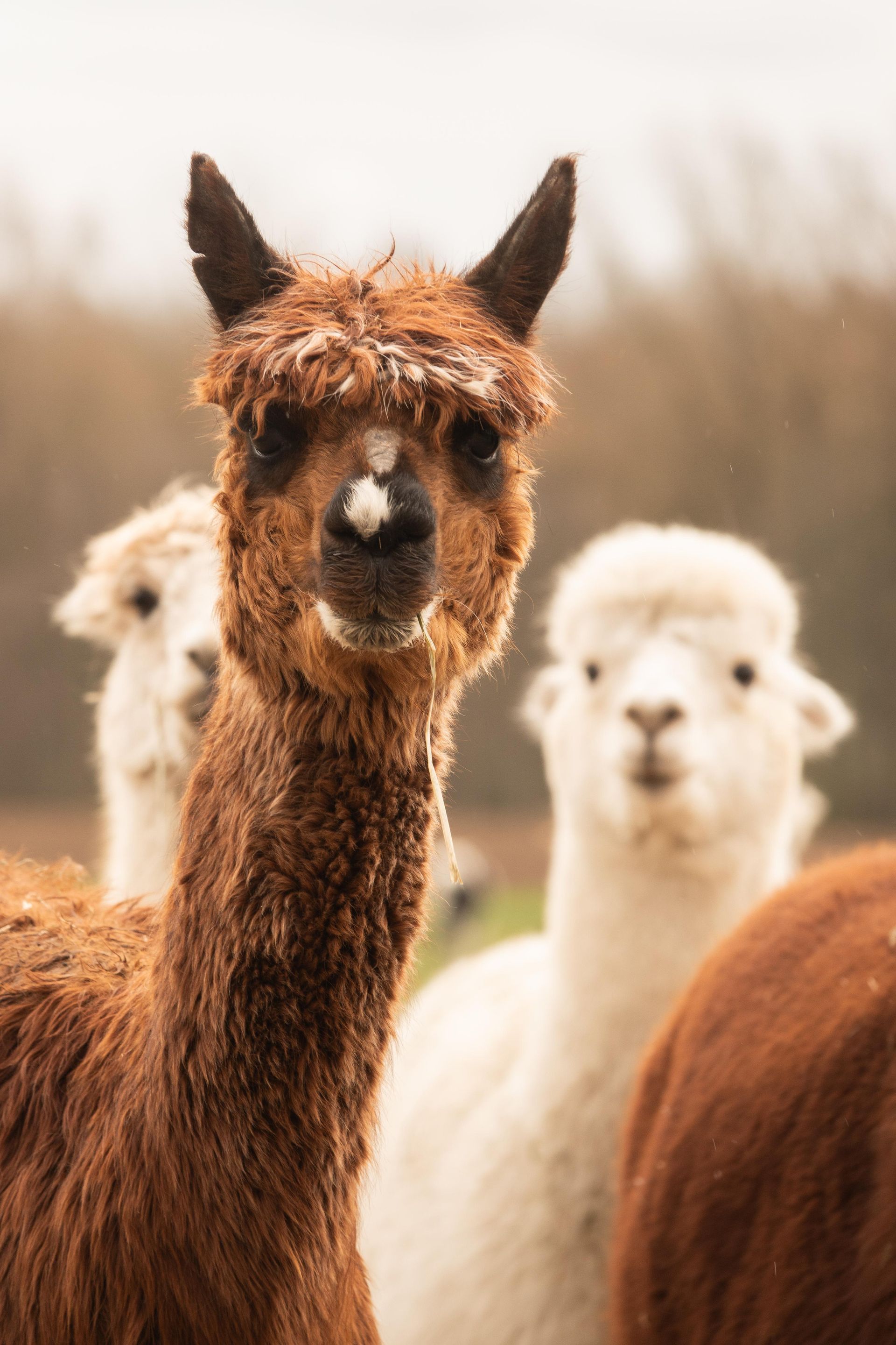 Eine Gruppe Alpakas steht nebeneinander auf einer Wiese und schaut in die Kamera.