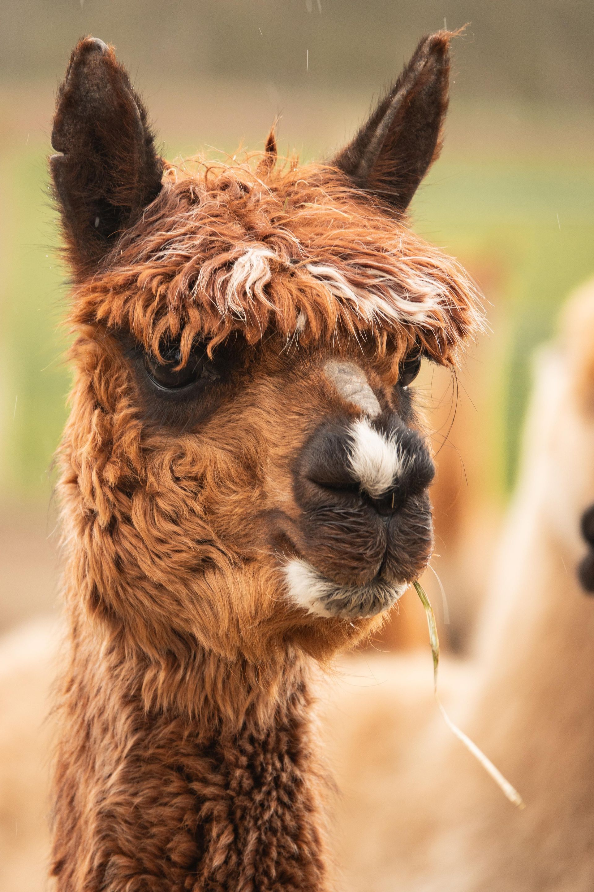 Eine Nahaufnahme eines Alpakas, das auf einem Feld Gras frisst.