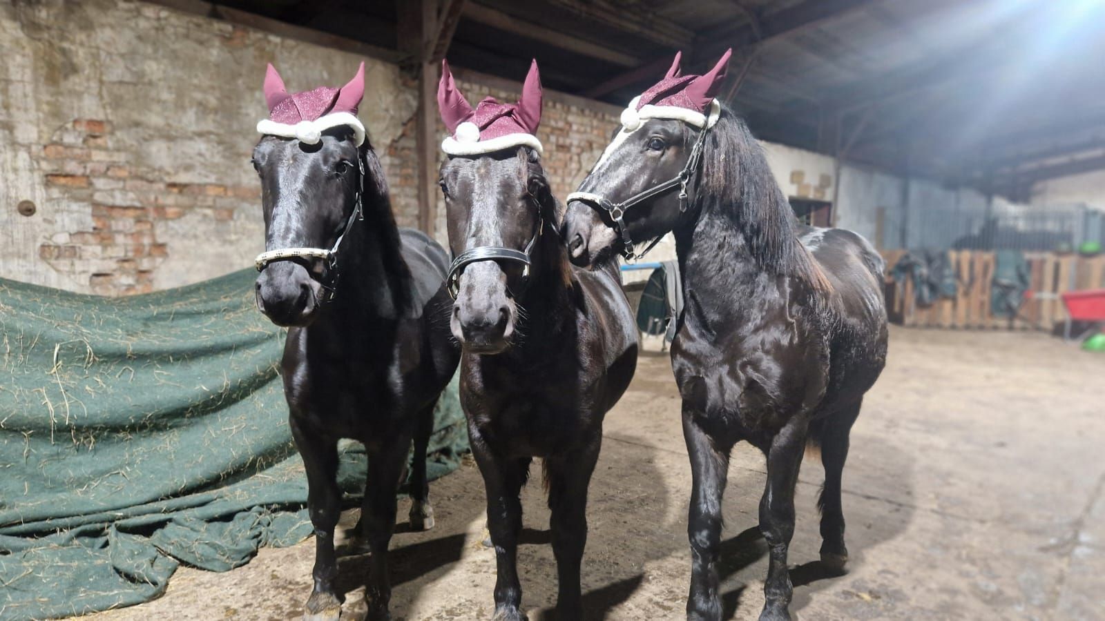 Drei schwarze Pferde stehen nebeneinander in einem Stall