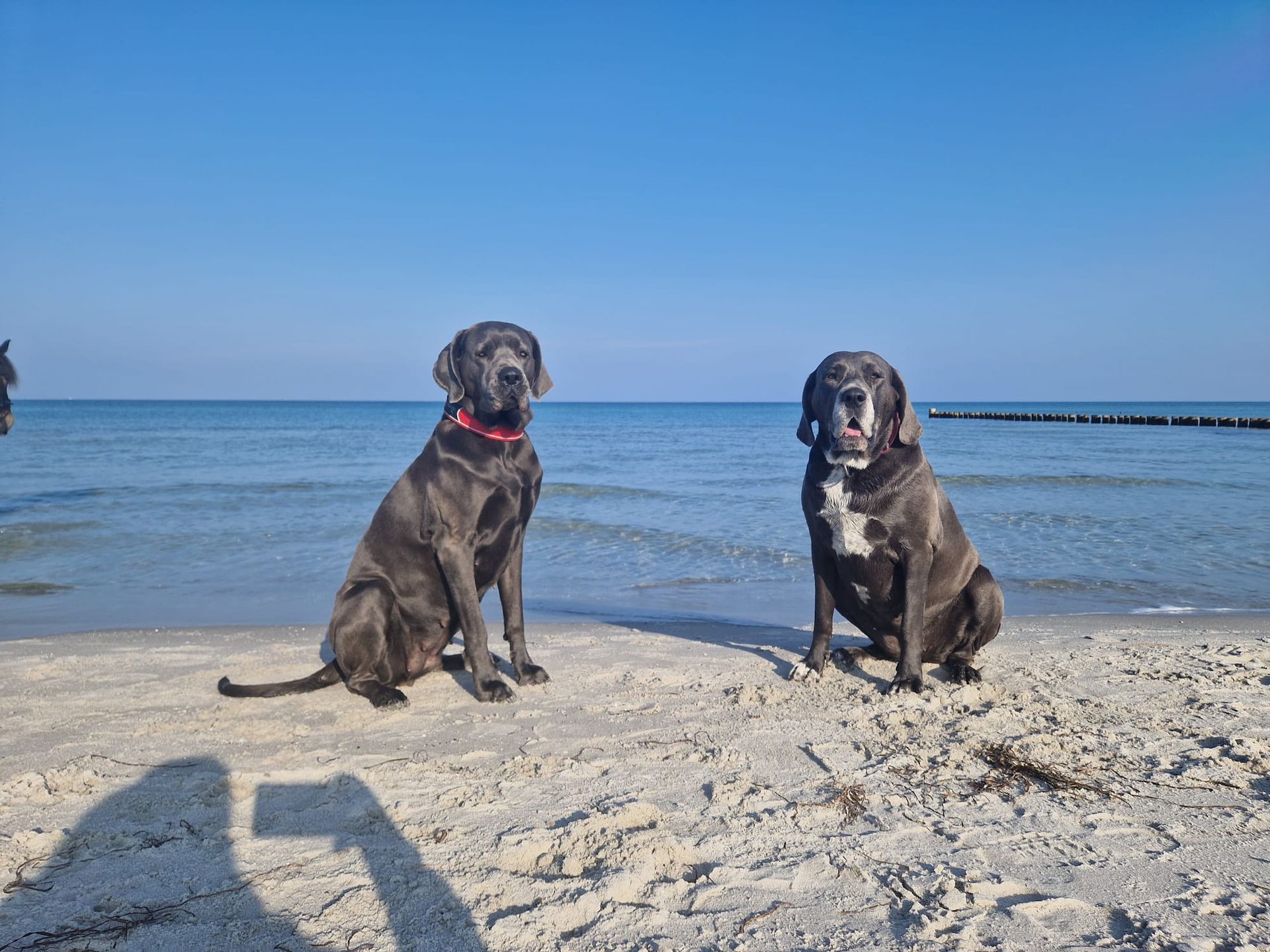 Zwei Hunde sitzen am Strand in der Nähe des Meeres.