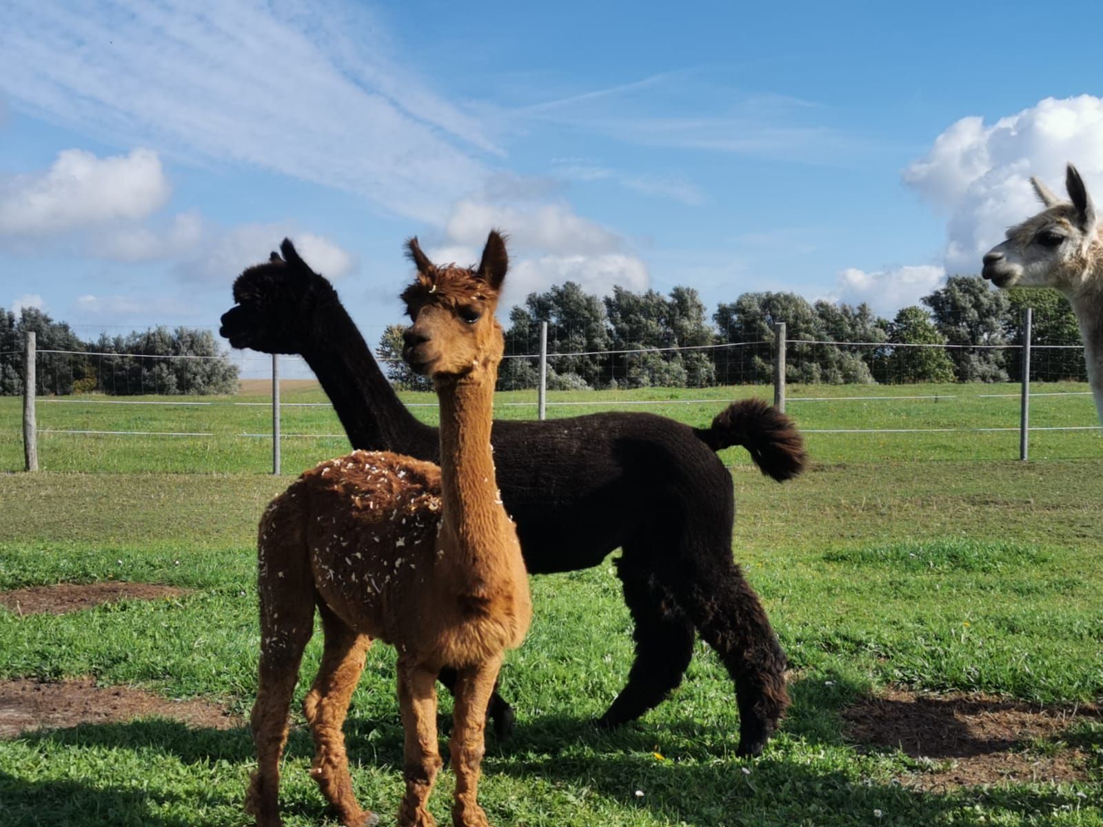 Drei Alpakas stehen auf einer Wiese