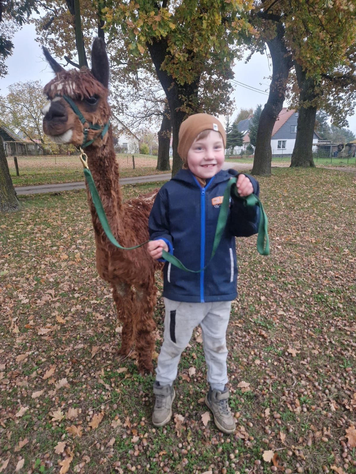 Ein kleiner Junge steht neben einem Alpaka an der Leine.
