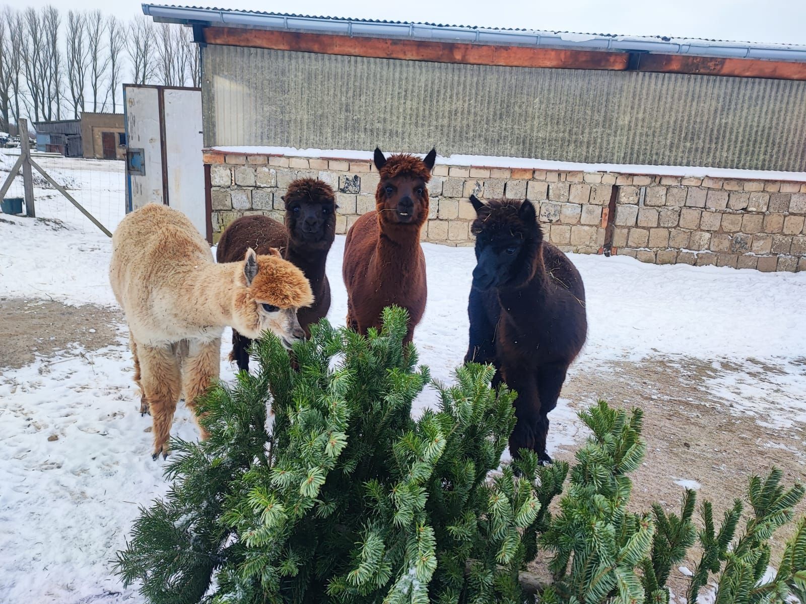 Eine Gruppe Alpakas steht neben einem Weihnachtsbaum im Schnee.