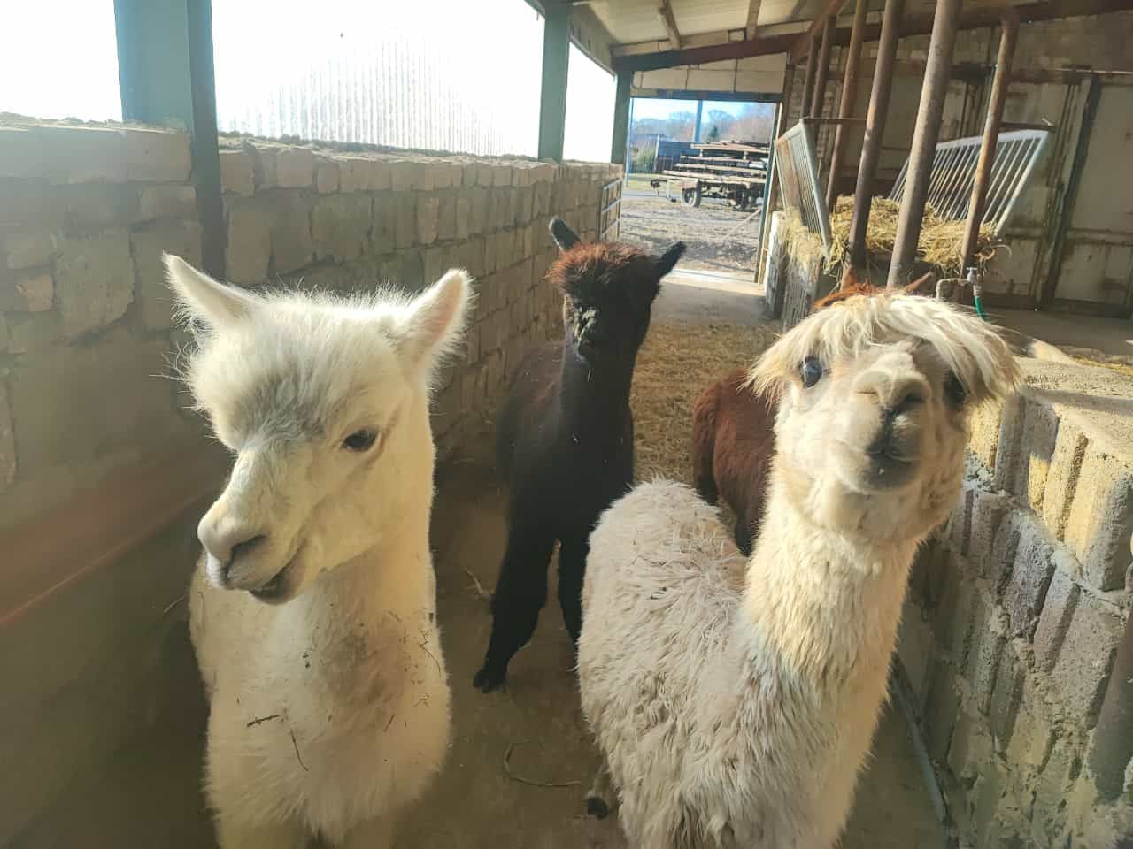 Drei Alpakas stehen nebeneinander in einem Stall.