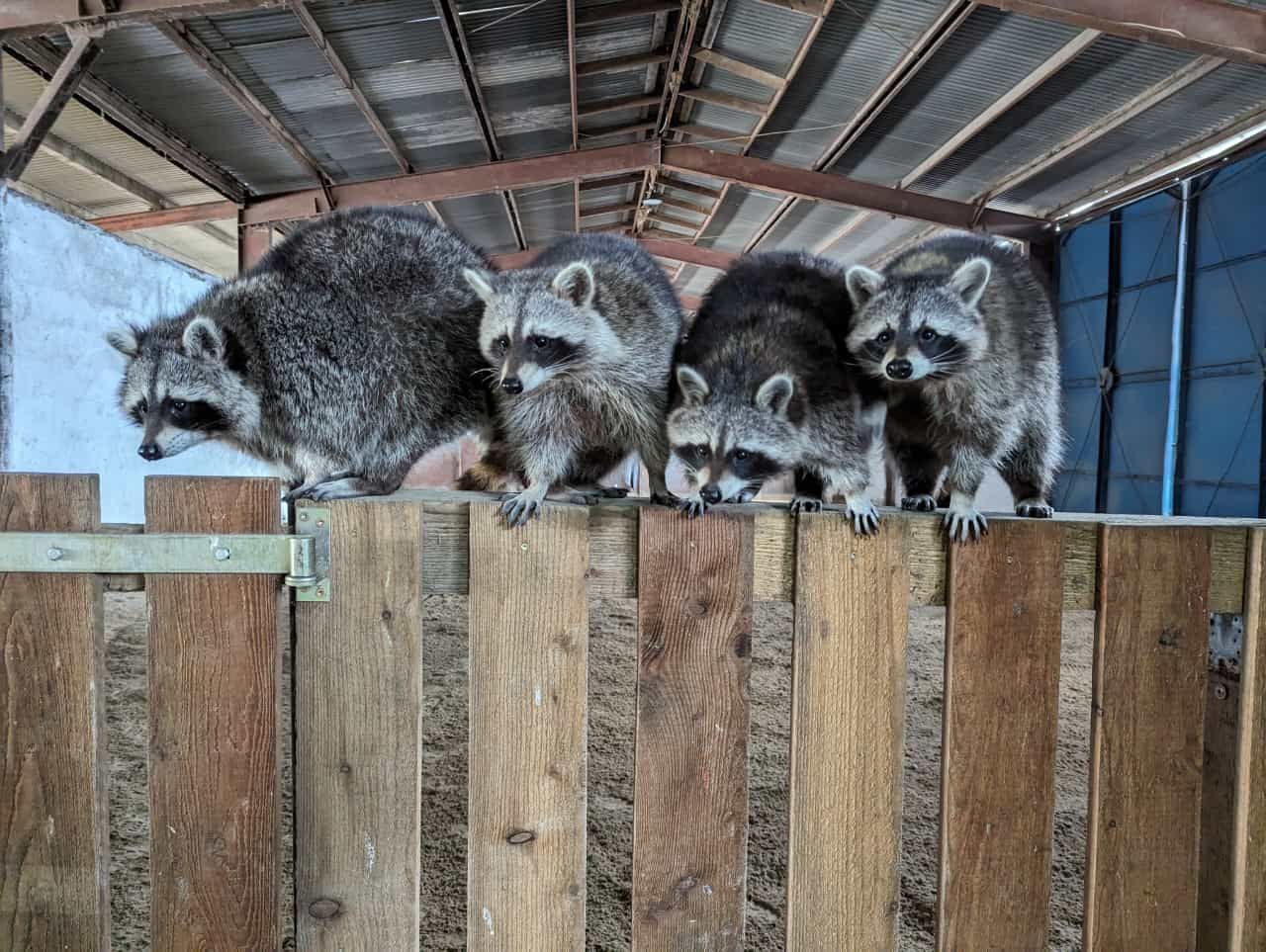 Eine Gruppe Waschbären steht auf einem Holzzaun.