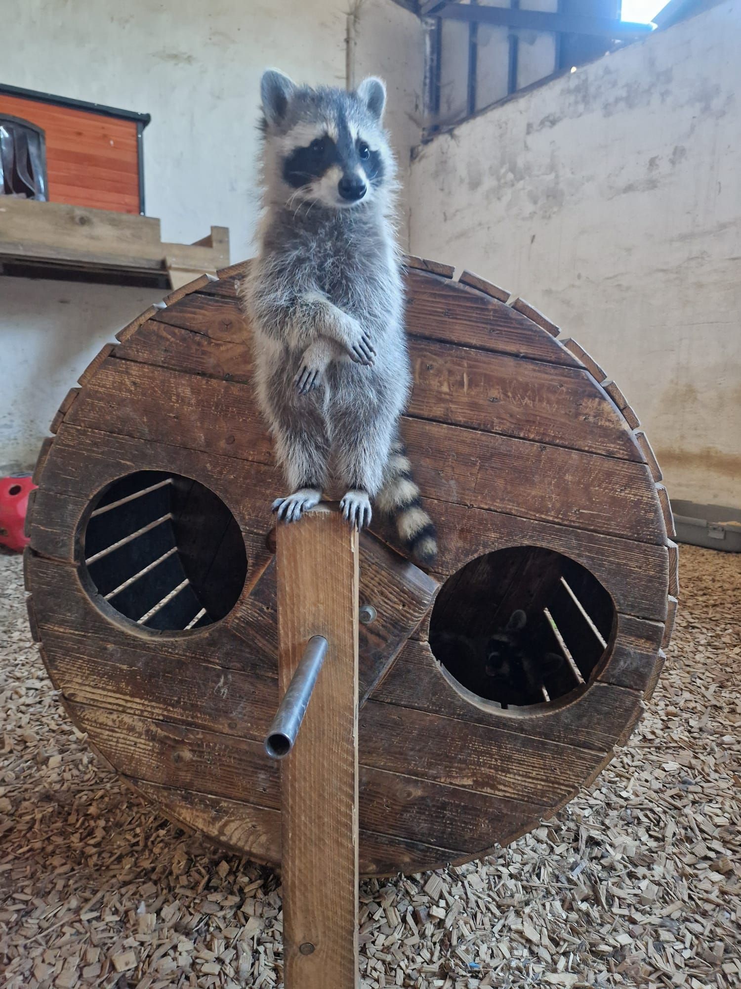 Ein Waschbär steht auf einem Holzfass.