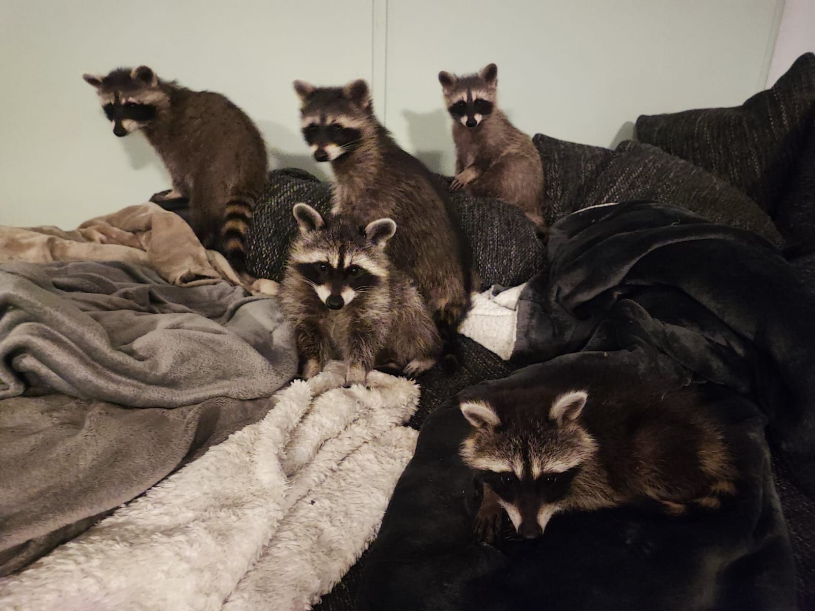 Eine Gruppe Waschbären sitzt auf einem Sofa.