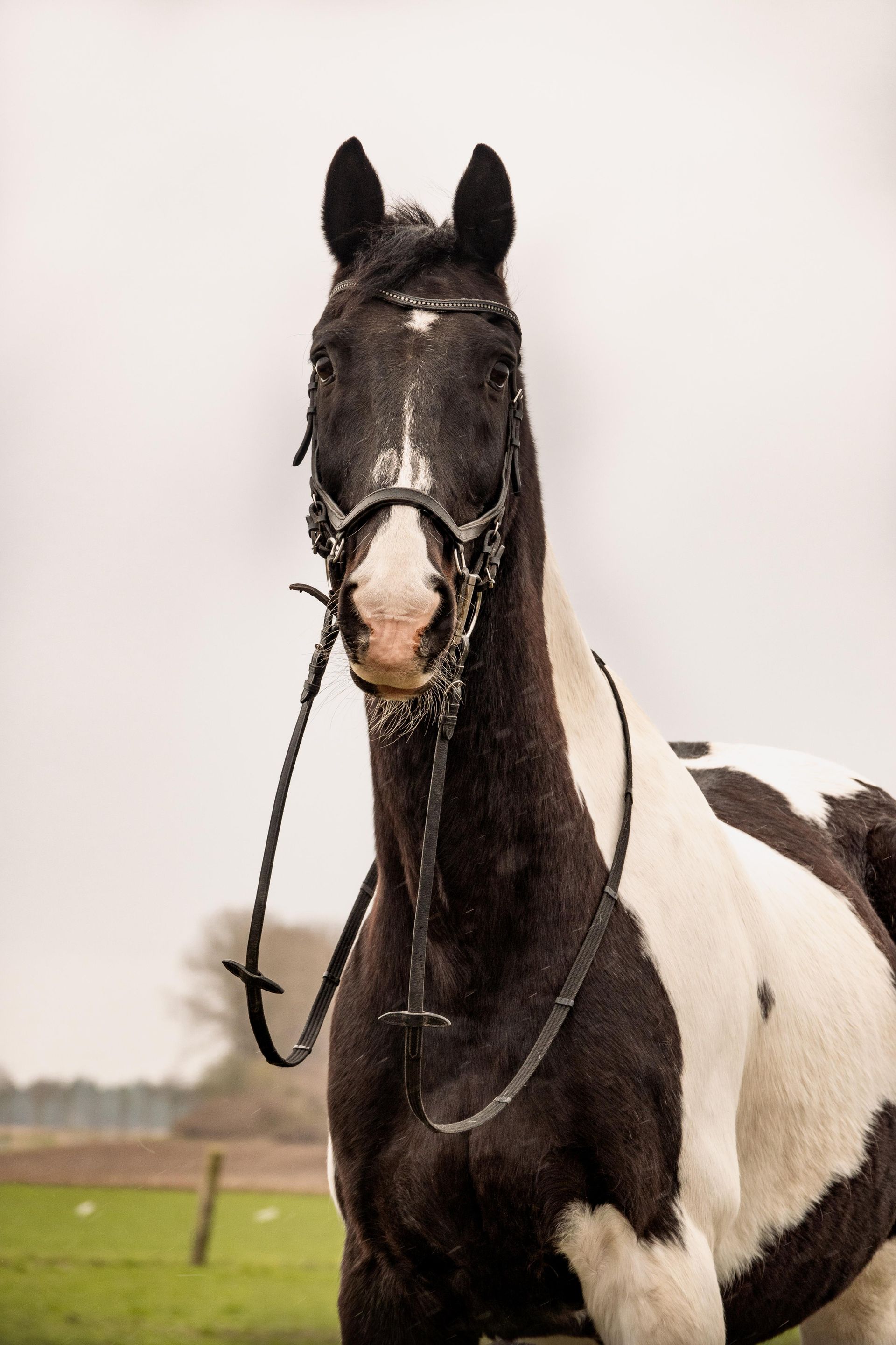 Ein schwarz-weißes Pferd mit Zaumzeug steht auf einer Weide.