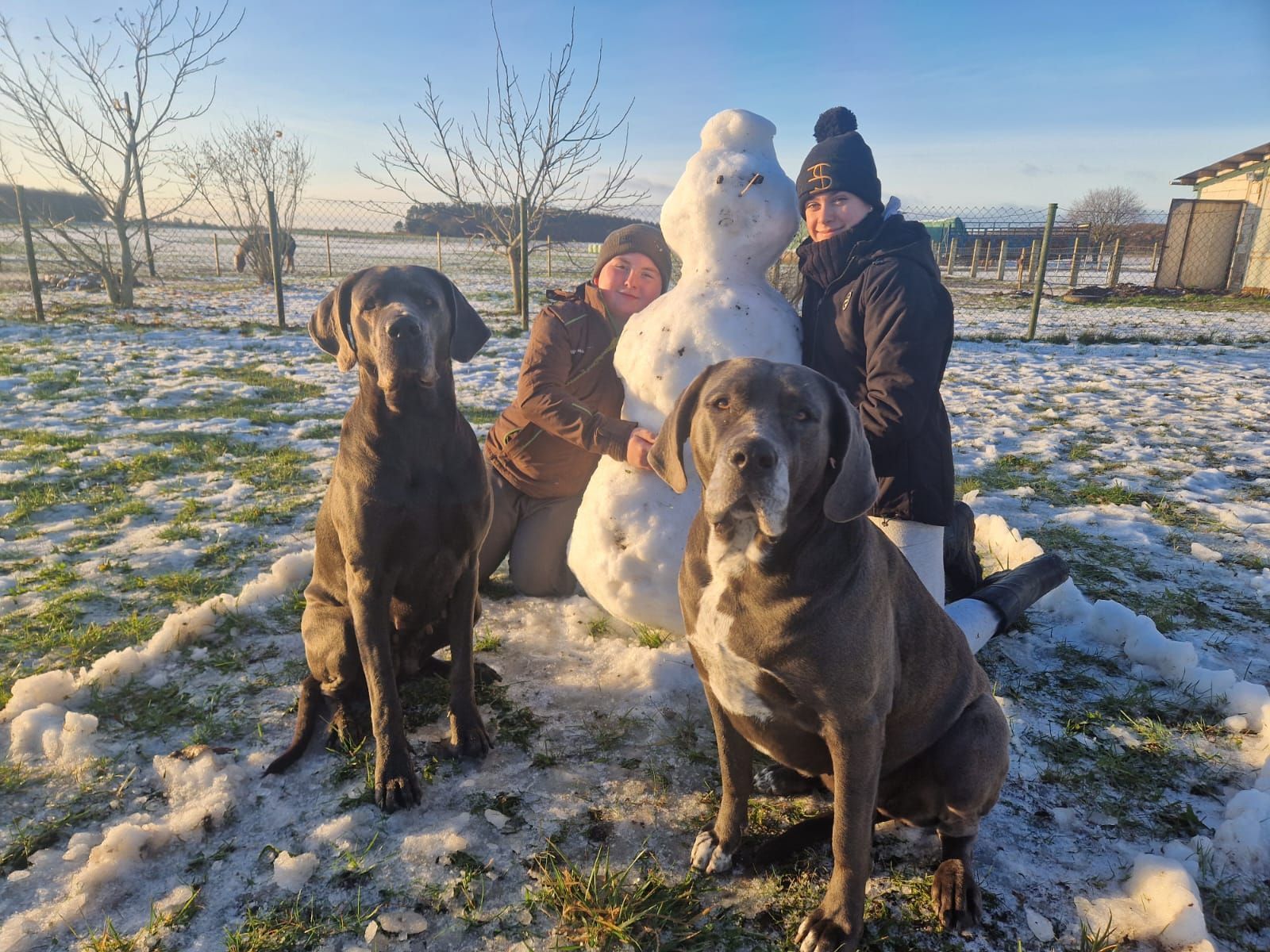 Eine Gruppe von Menschen und Hunden baut einen Schneemann im Schnee.