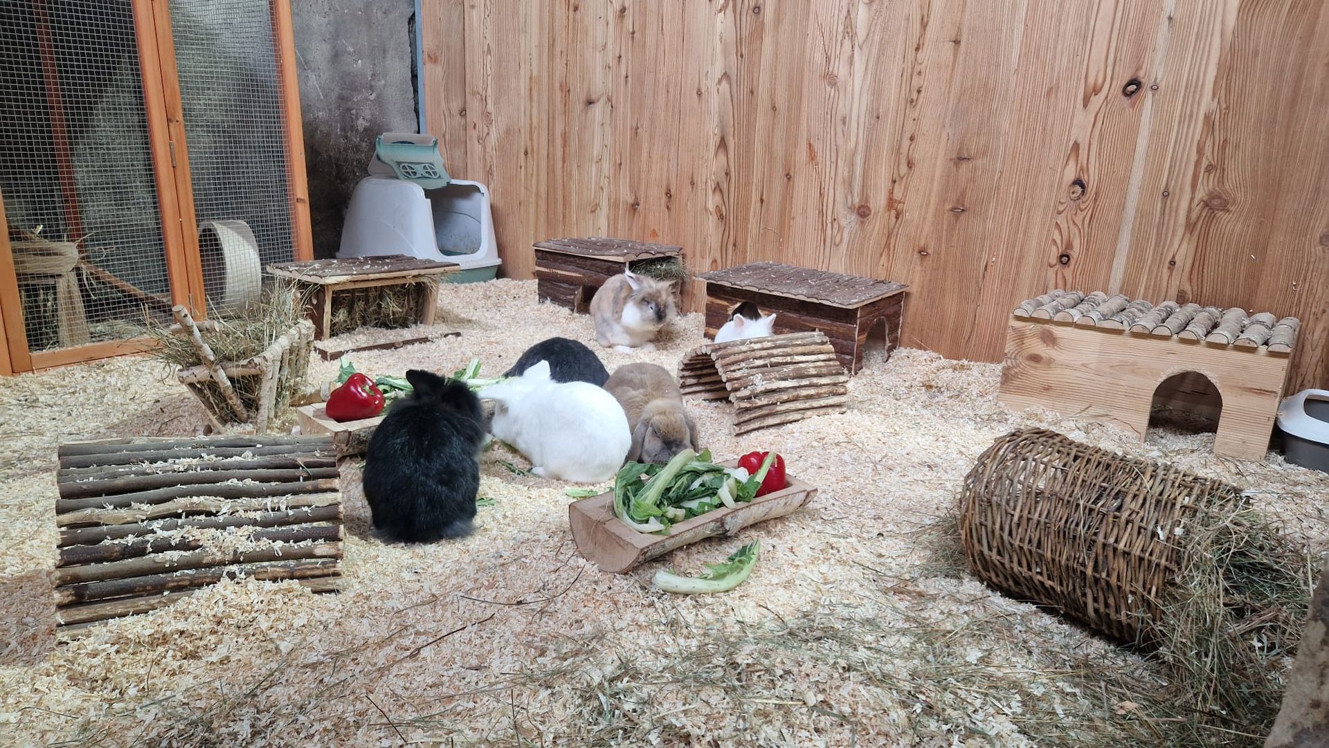 Eine Gruppe Meerschweinchen frisst in einem Käfig.