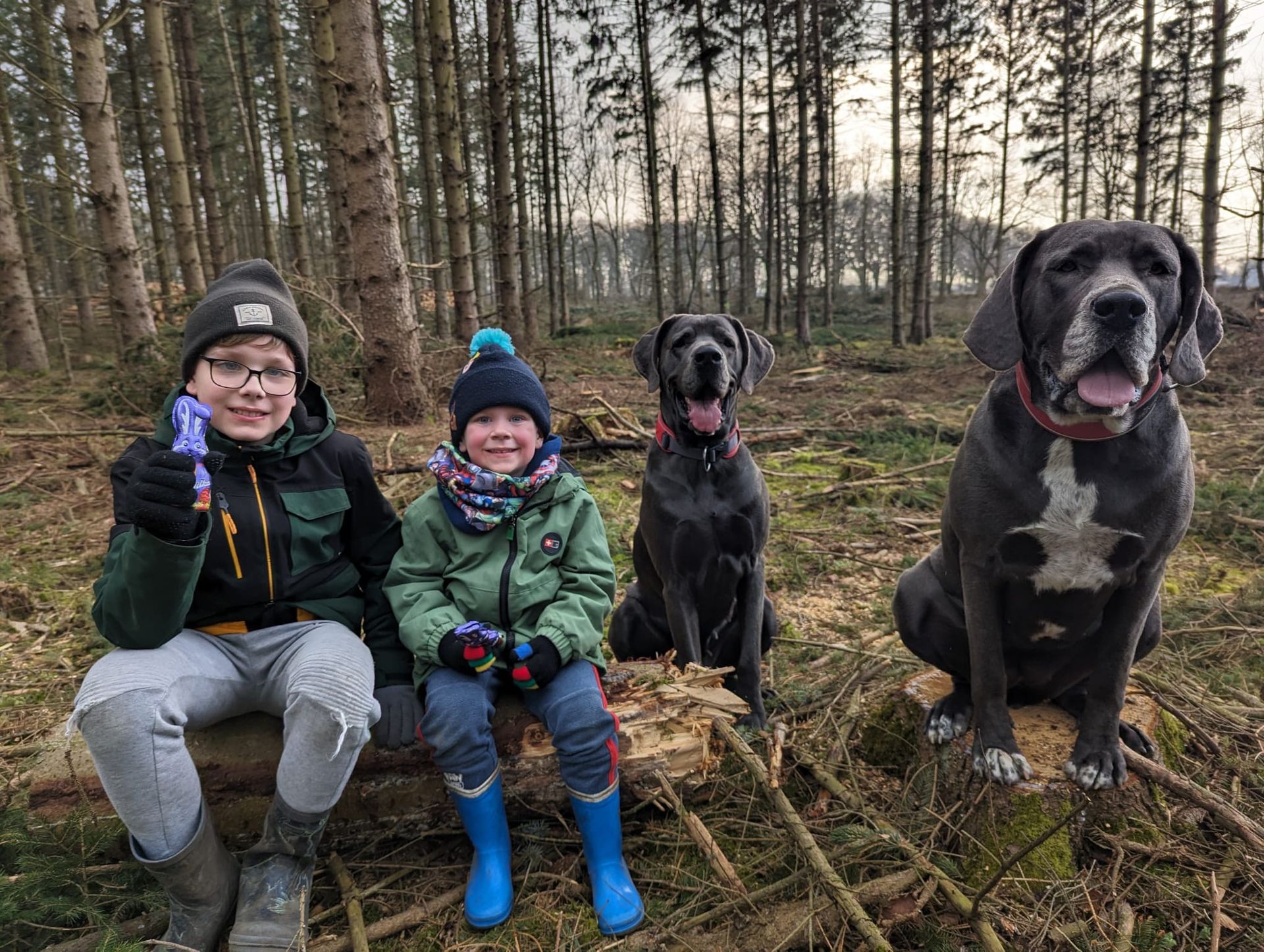 Zwei Jungen und zwei Hunde sitzen auf einem Baumstamm im Wald.