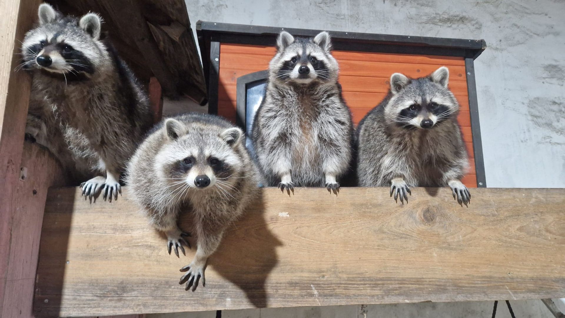 Eine Gruppe Waschbären sitzt auf einem Holzvorsprung.