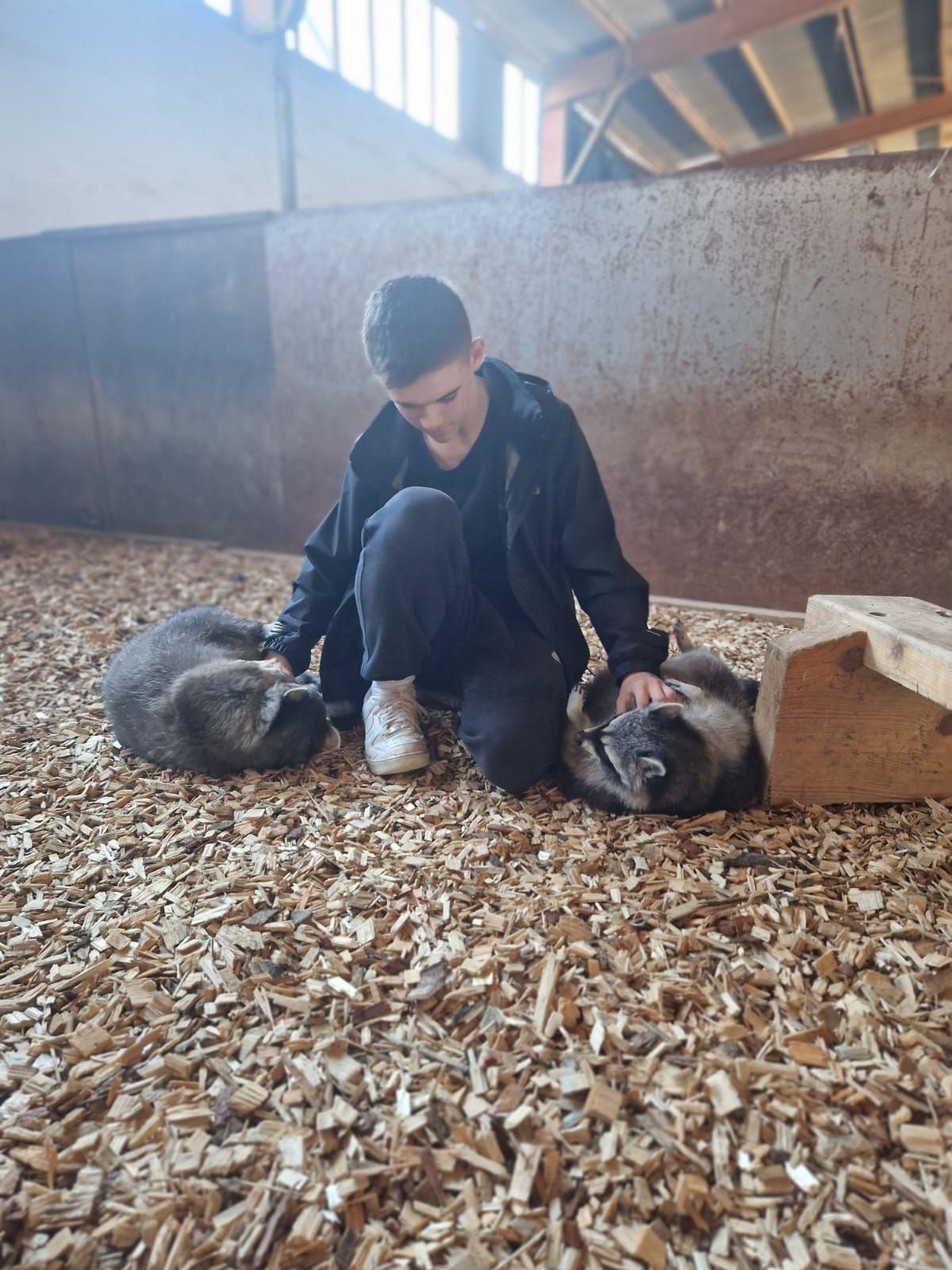 Ein Mann streichelt zwei Katzen auf einem Haufen Holzspäne