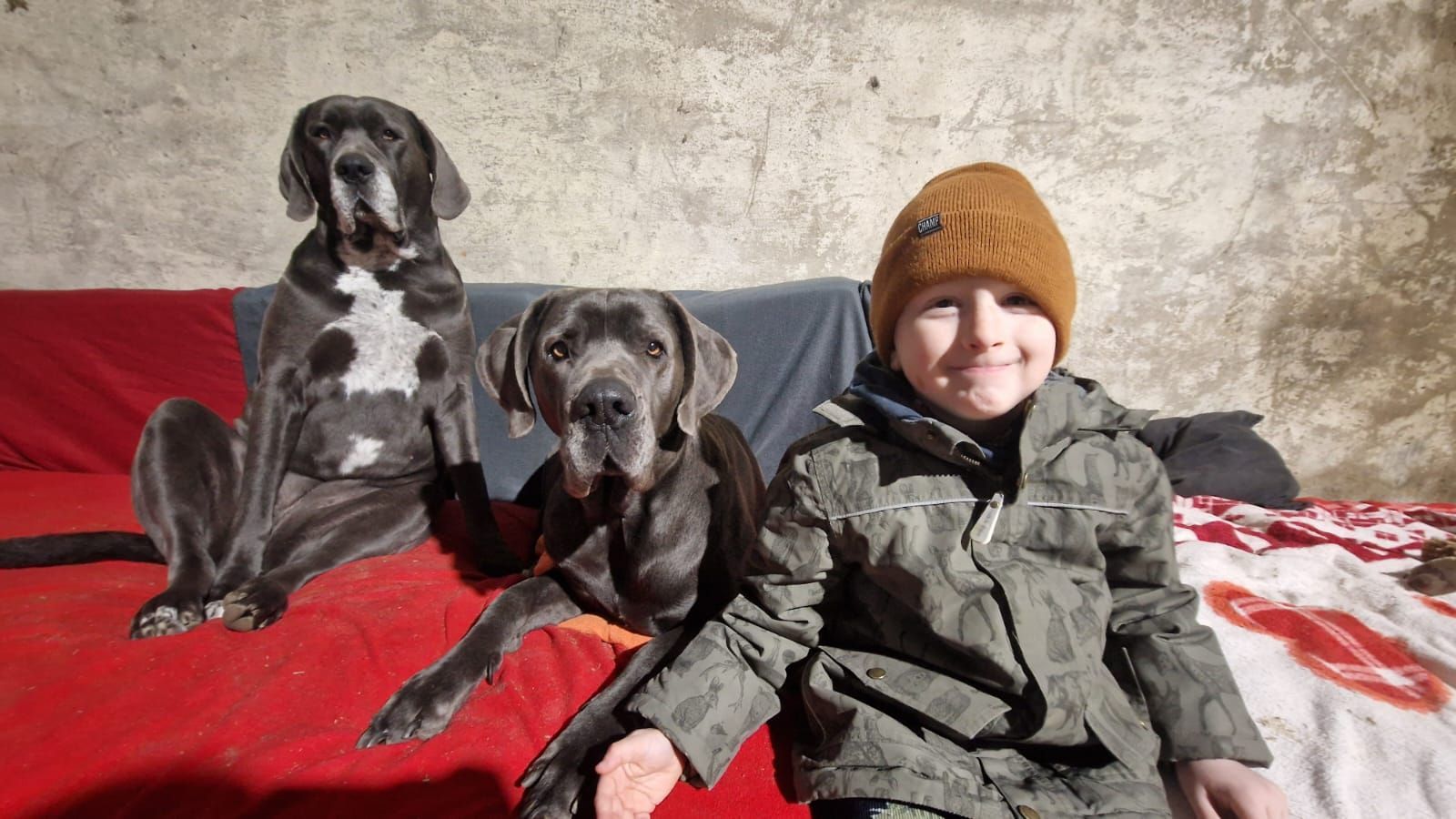 Ein Junge sitzt mit zwei Hunden auf einem Sofa.
