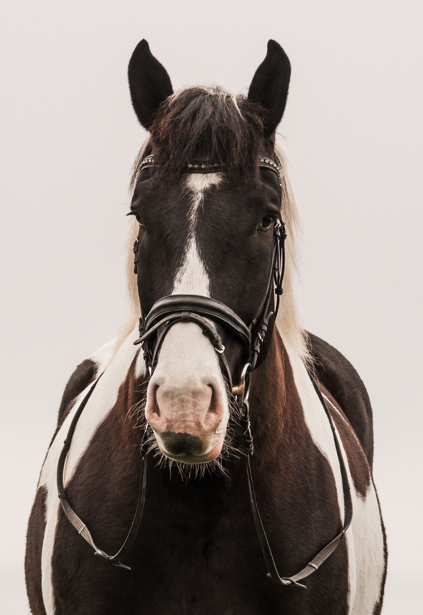 Ein braun-weißes Pferd mit Zaumzeug schaut in die Kamera
