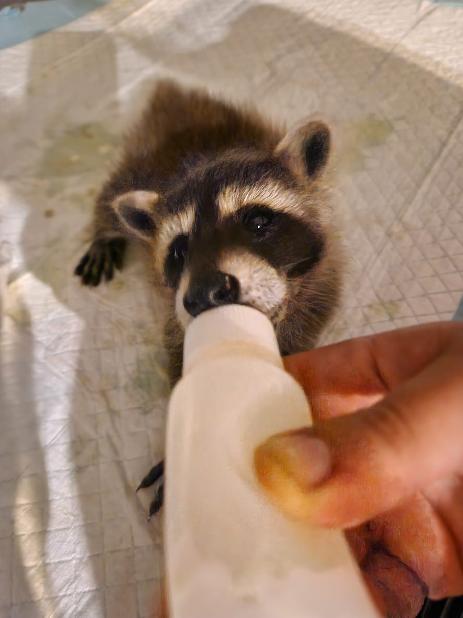 Ein Waschbär trinkt Milch aus einer Flasche.