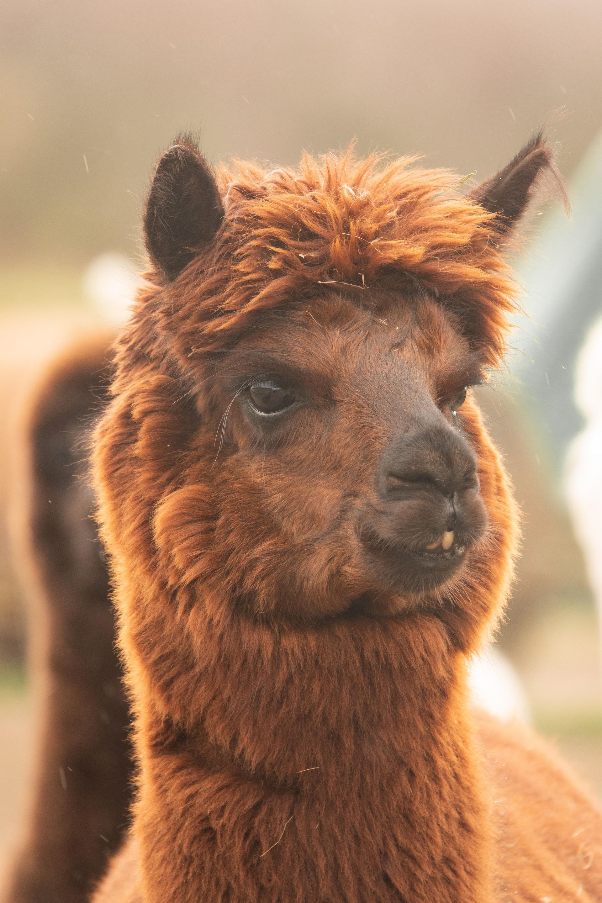 Eine Nahaufnahme eines braunen Alpakas, das in die Kamera schaut.