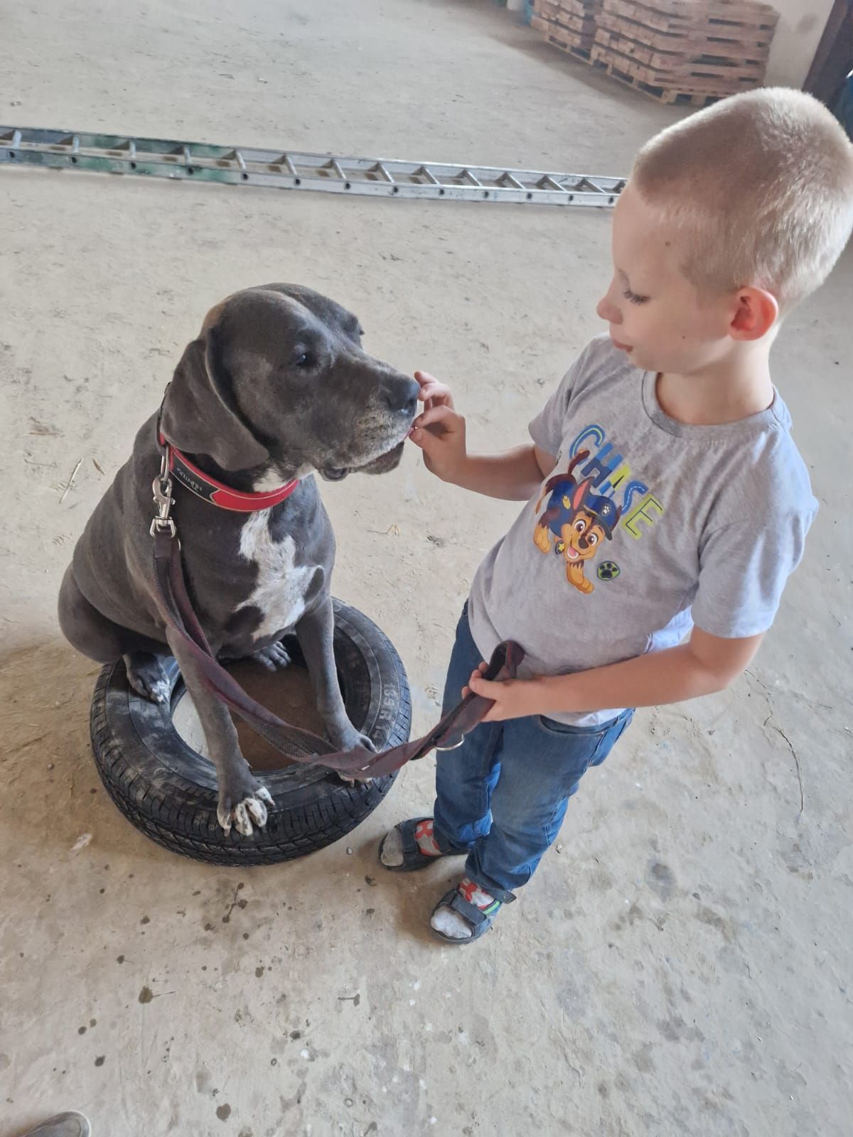 Ein kleiner Junge füttert einen Hund, der auf einem Reifen sitzt.