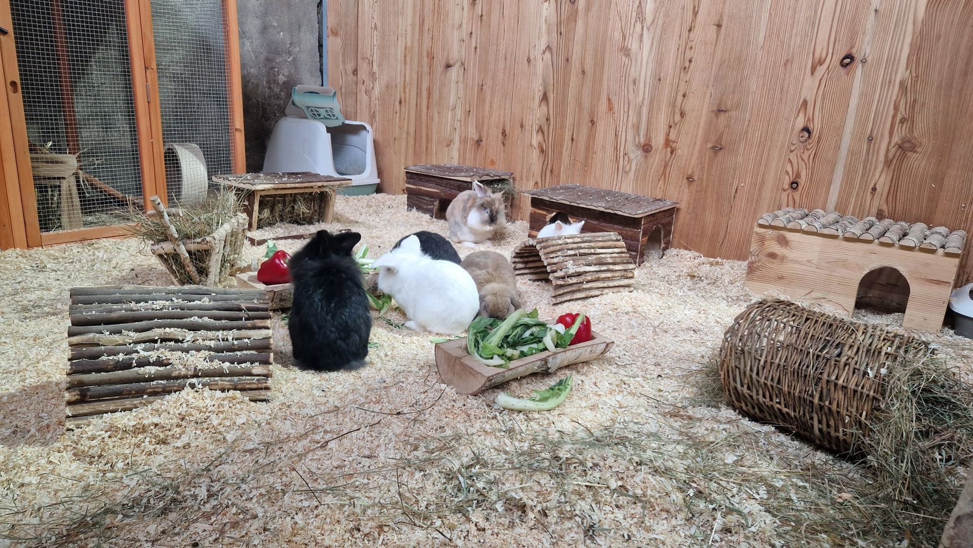 Eine Gruppe Meerschweinchen sitzt in einem Käfig auf einem Heuhaufen.