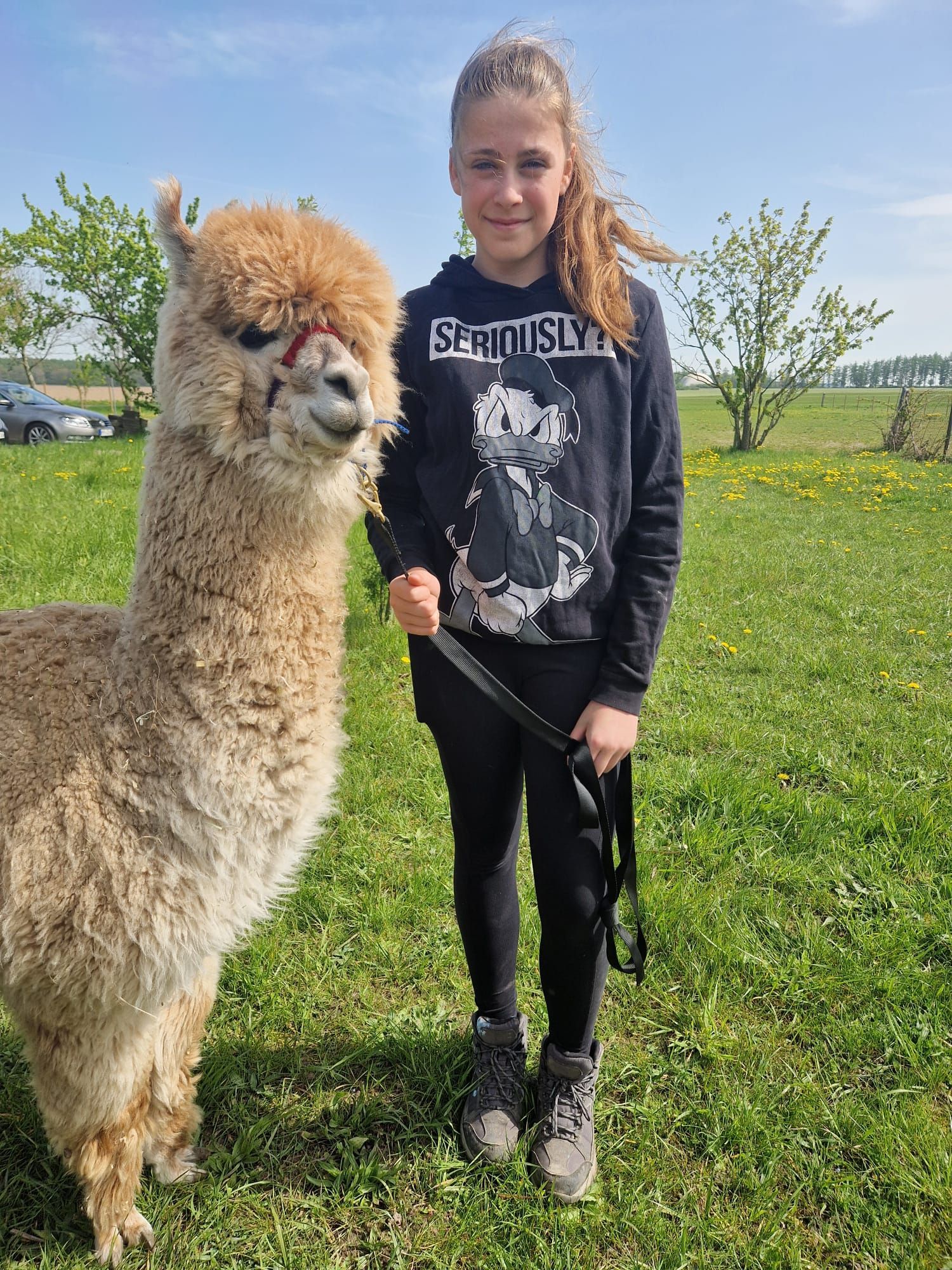Ein junges Mädchen steht neben einem Alpaka auf einem Feld.