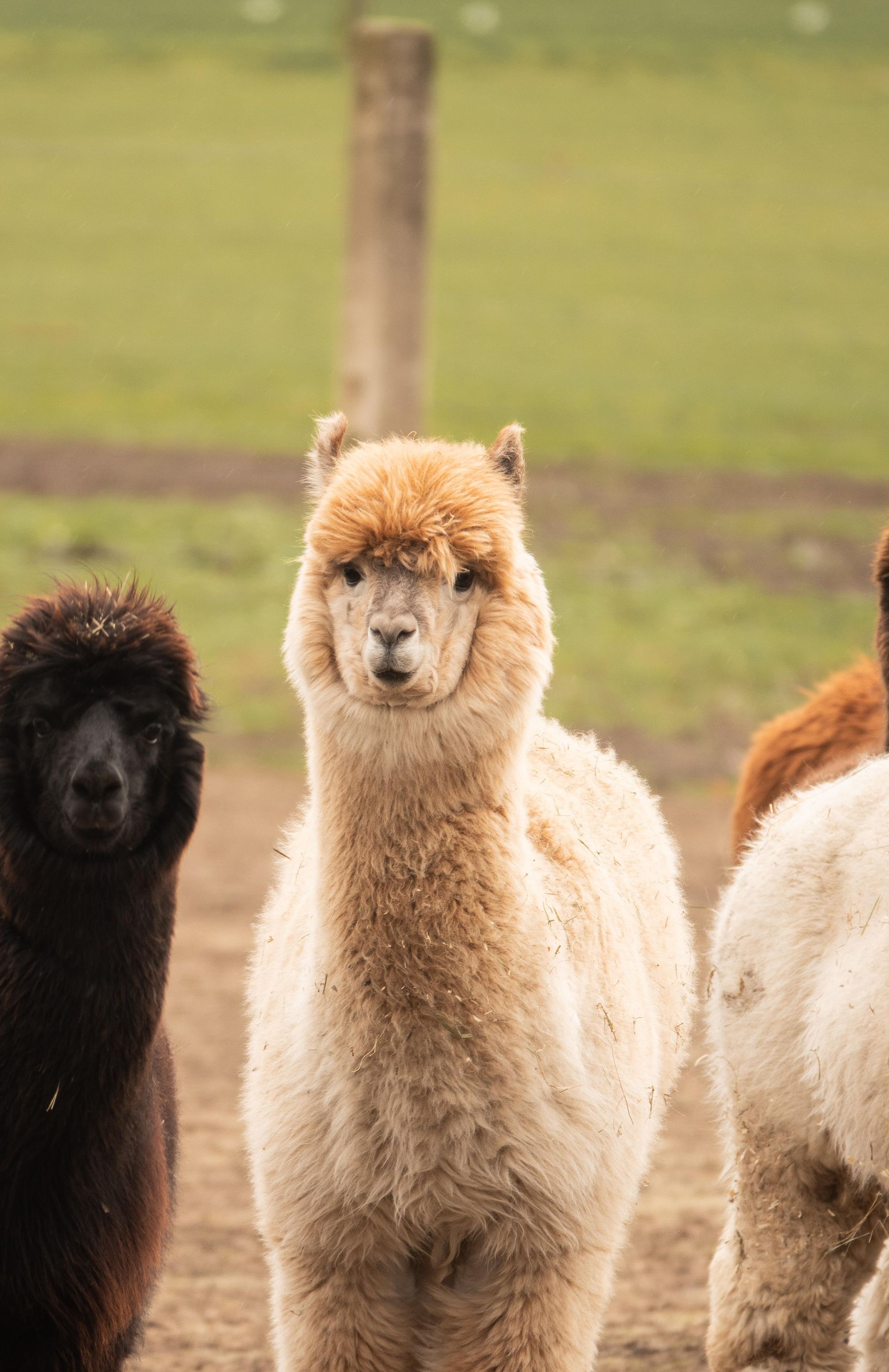Eine Gruppe Alpakas steht nebeneinander auf einem Feld.