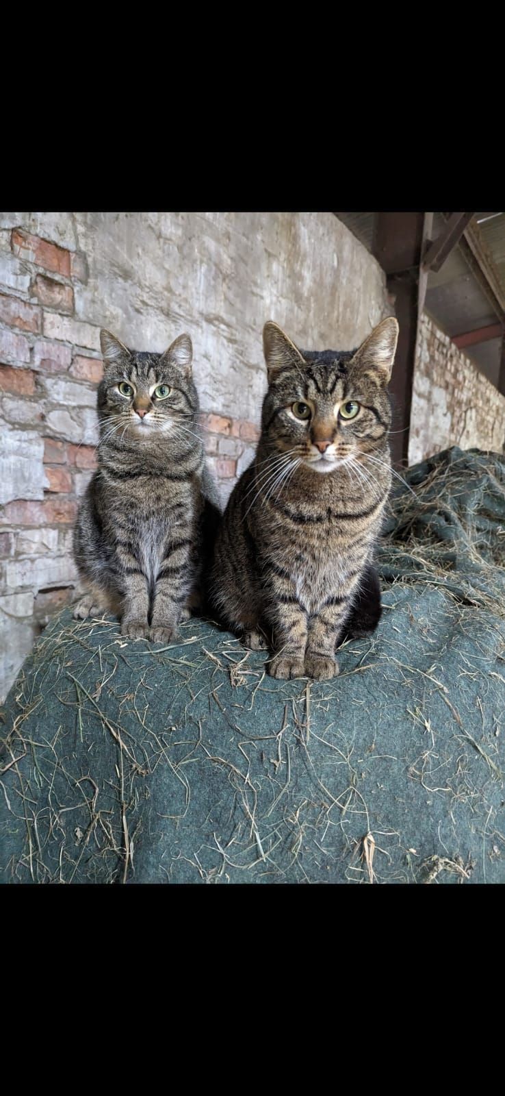 Zwei Katzen sitzen nebeneinander auf einem Heuhaufen.