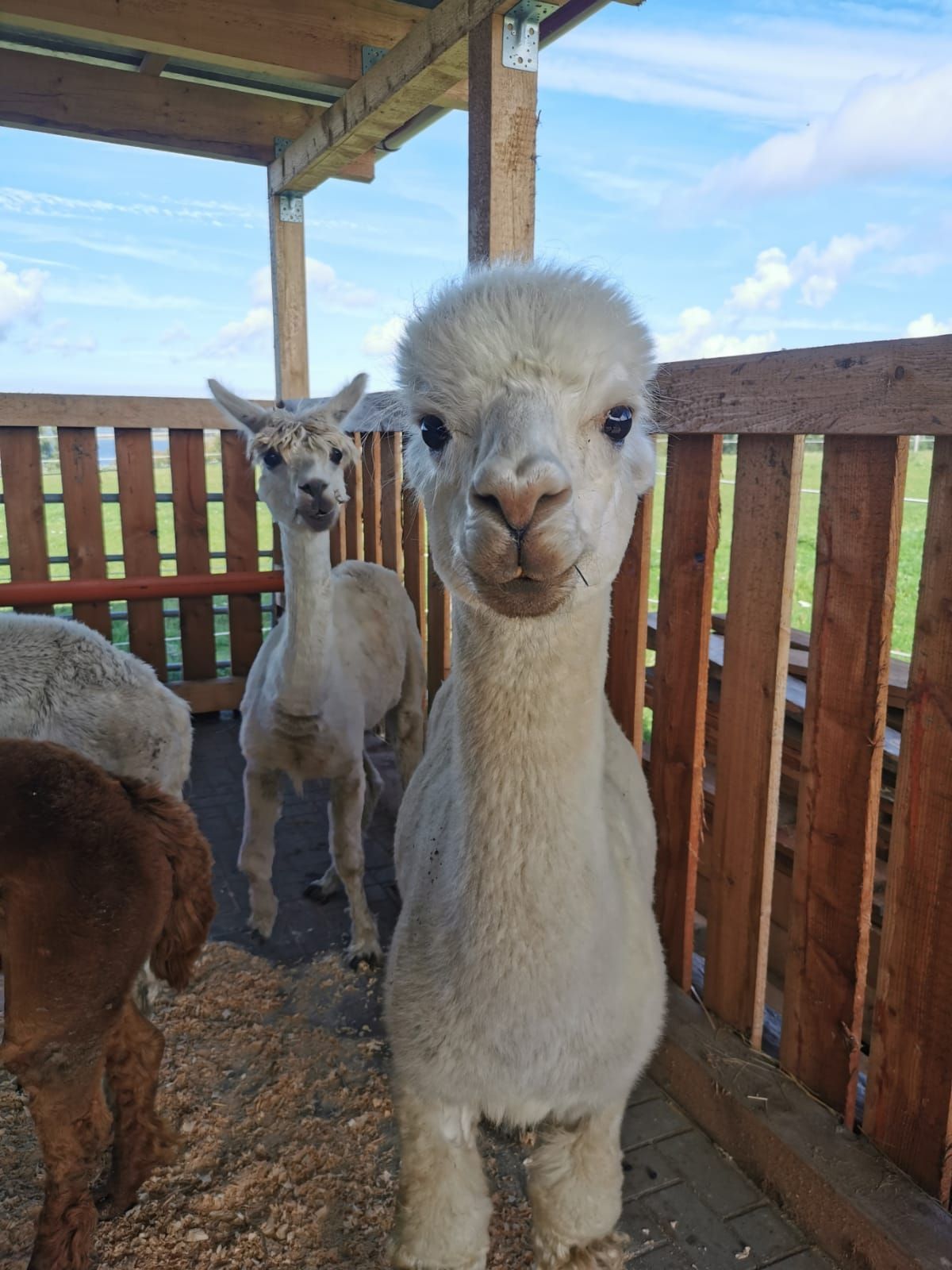 Ein paar Alpakas stehen nebeneinander in einem eingezäunten Bereich.