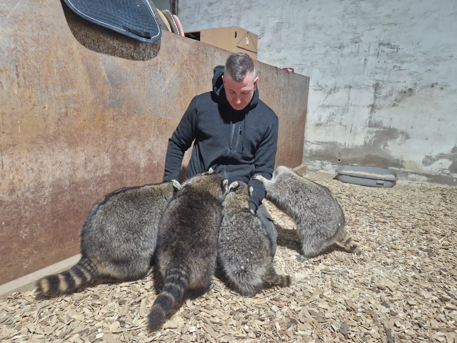 Ein Mann streichelt drei Waschbären auf dem Boden