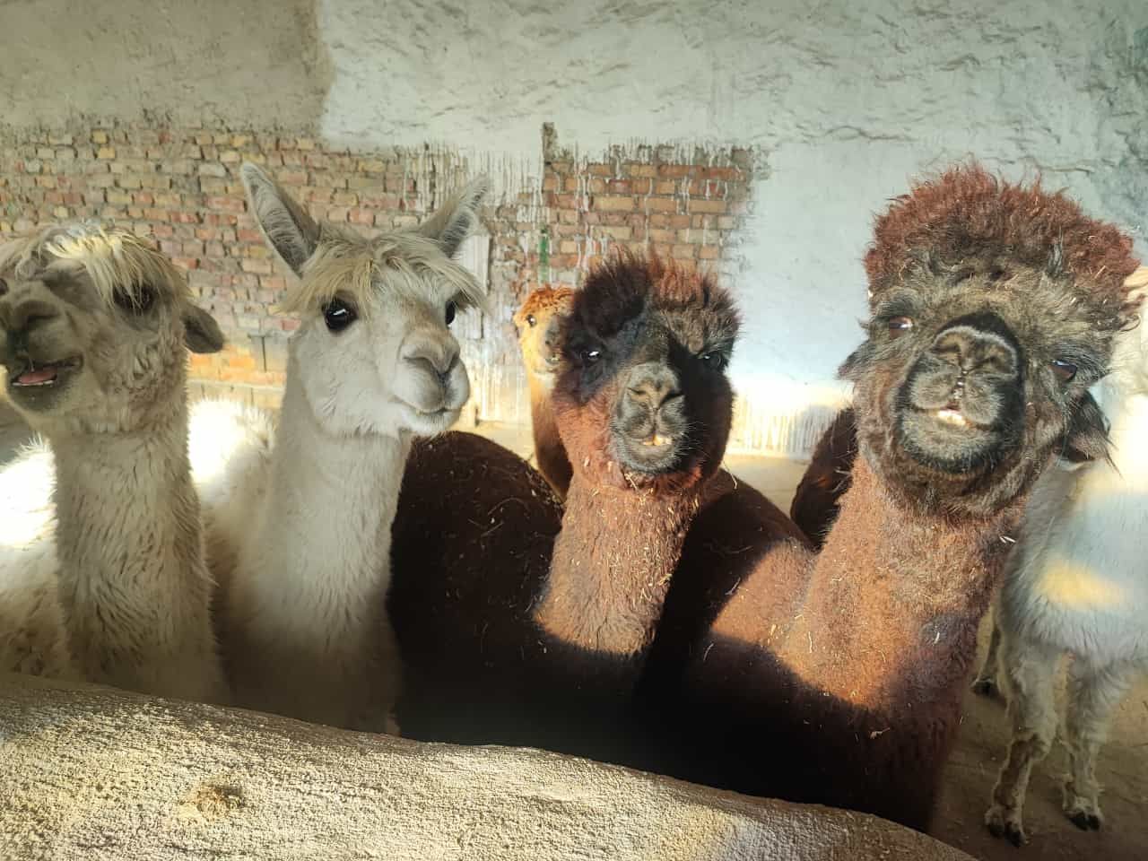 Eine Gruppe Lamas steht nebeneinander und schaut in die Kamera.