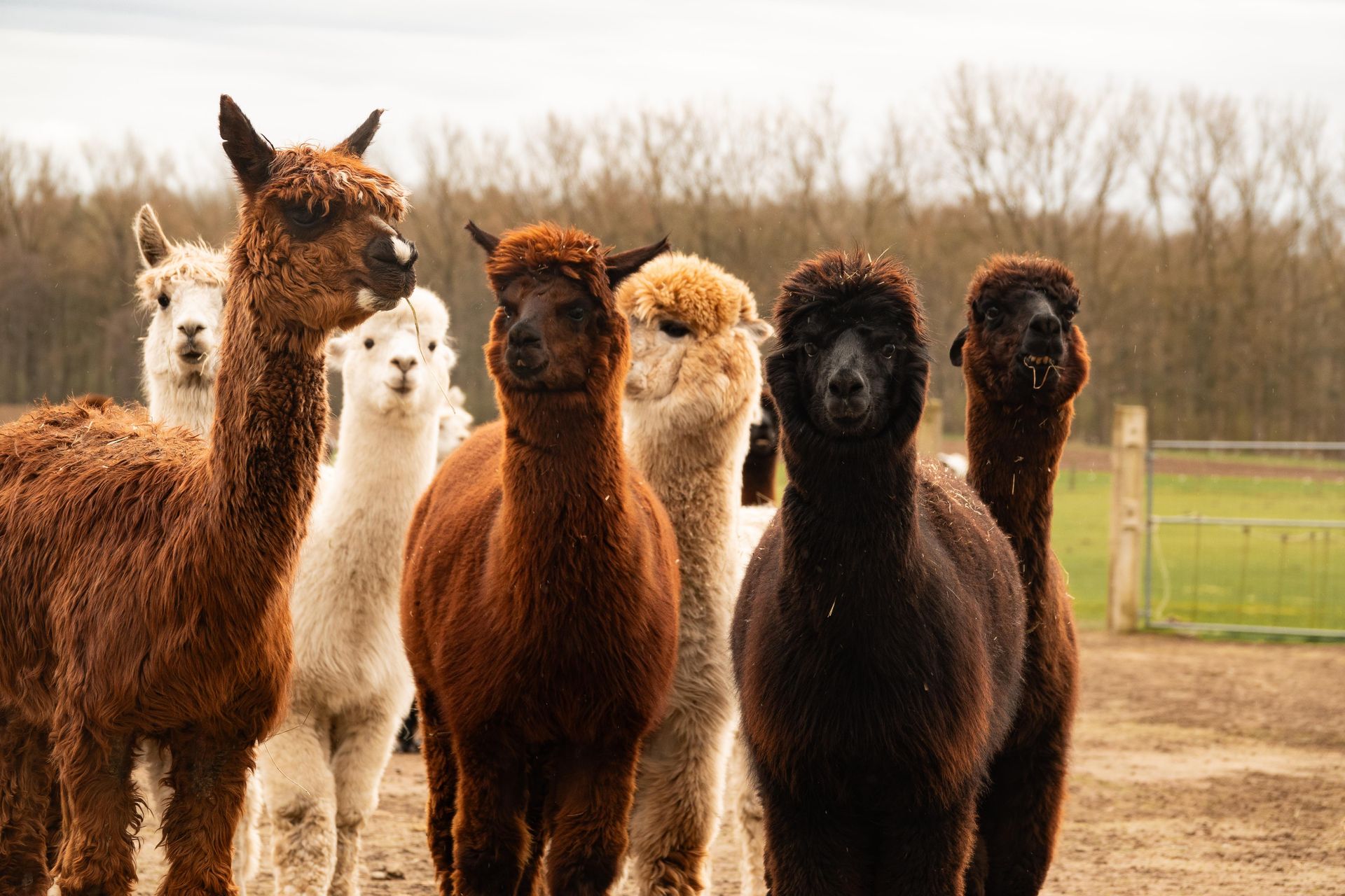 Eine Herde Alpakas steht nebeneinander auf einem Feld.