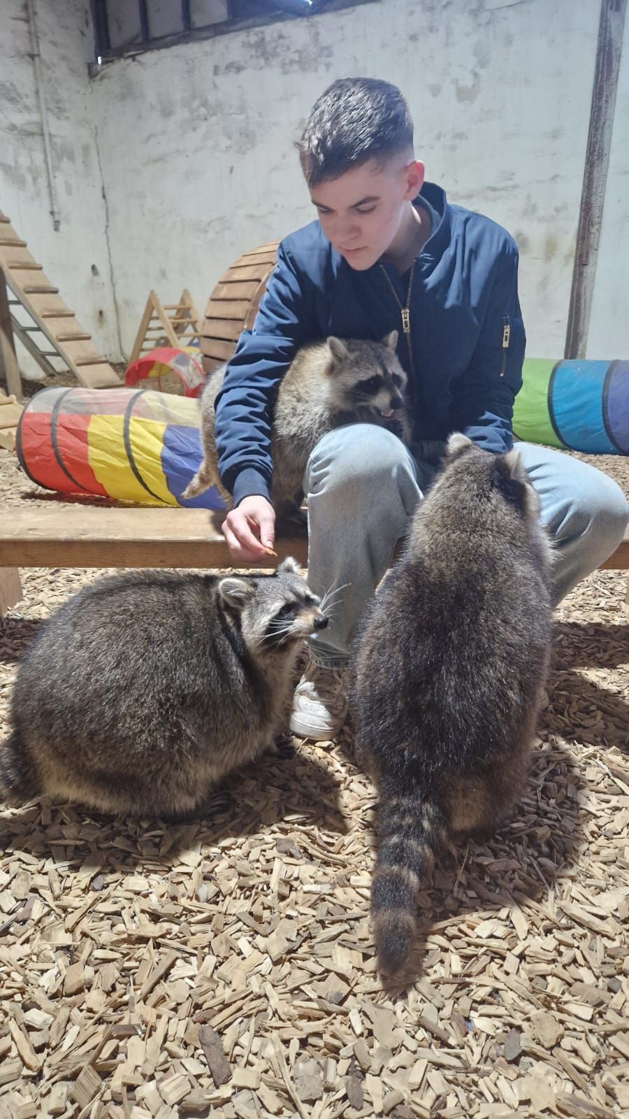 Ein Junge sitzt mit zwei Waschbären auf einer Bank.