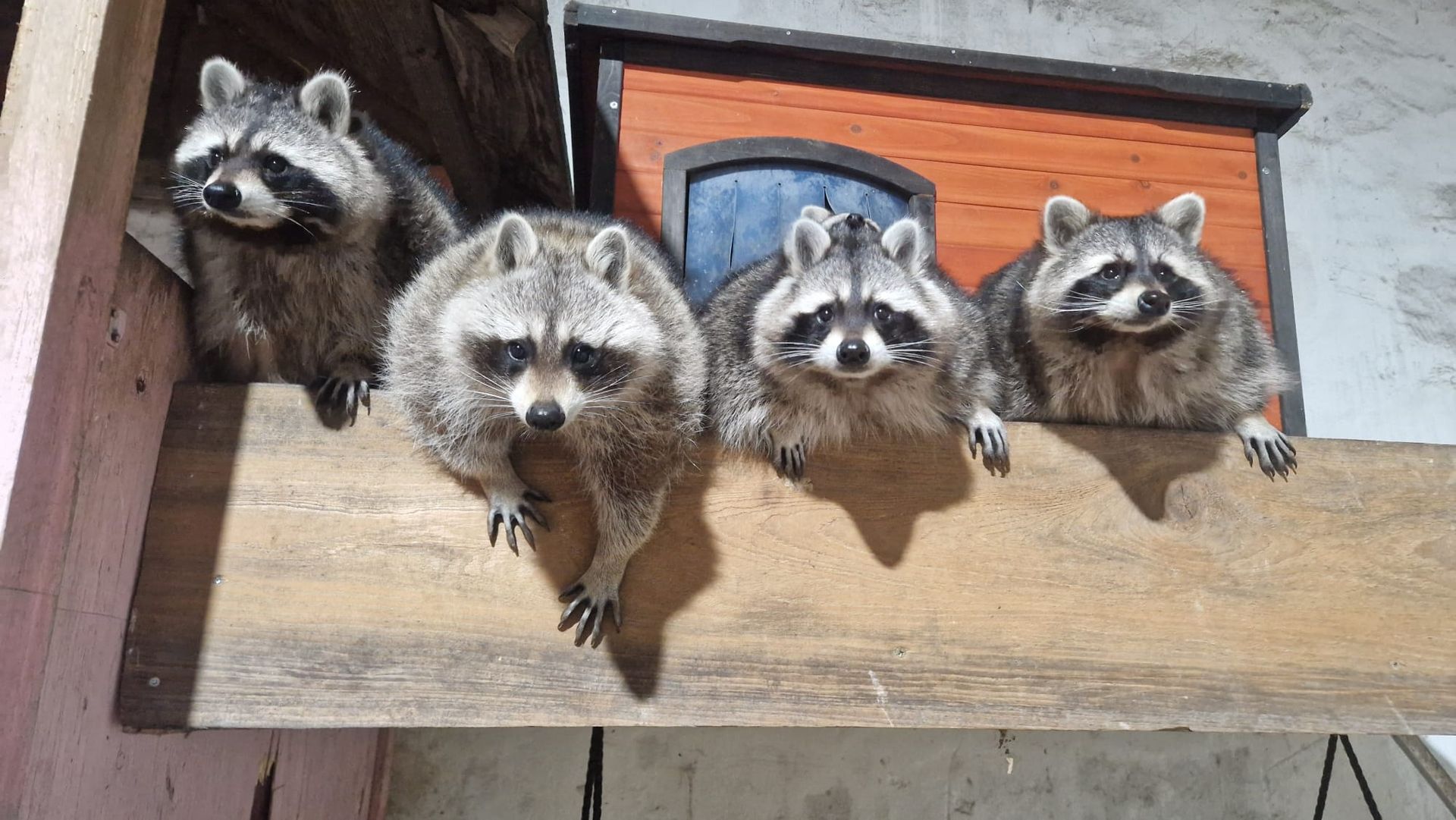 Eine Gruppe Waschbären sitzt auf einem Holzvorsprung.