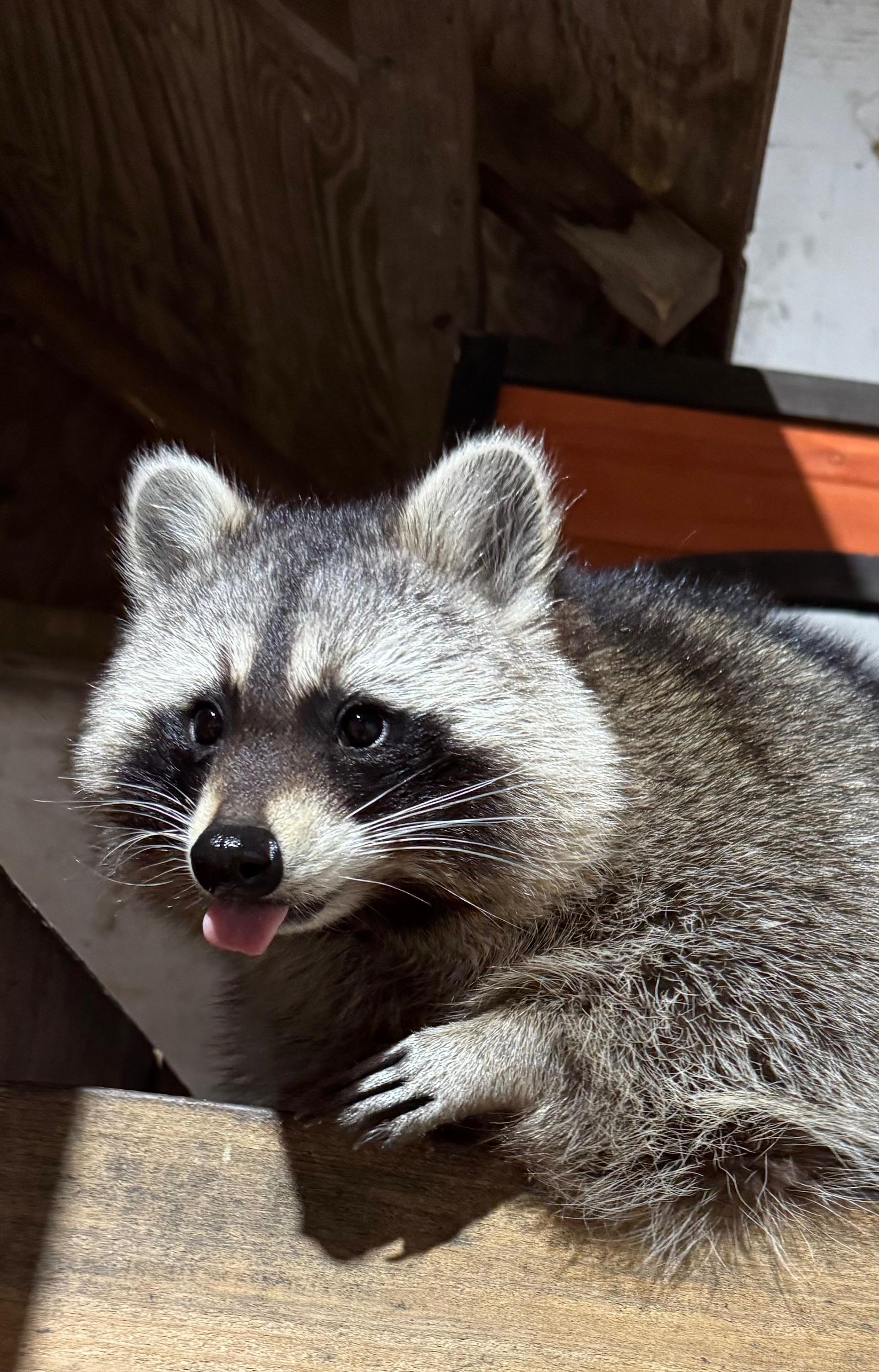 Ein Waschbär liegt mit heraushängender Zunge auf einer Fußmatte.