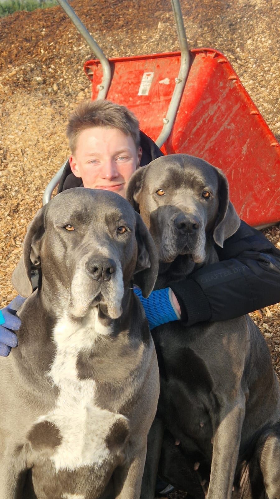 Ein Mann umarmt zwei Hunde vor einer roten Schubkarre.