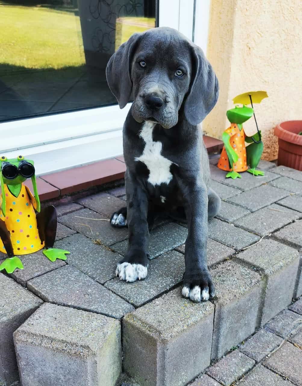 Ein schwarz-weißer Hund sitzt auf einem gemauerten Bürgersteig