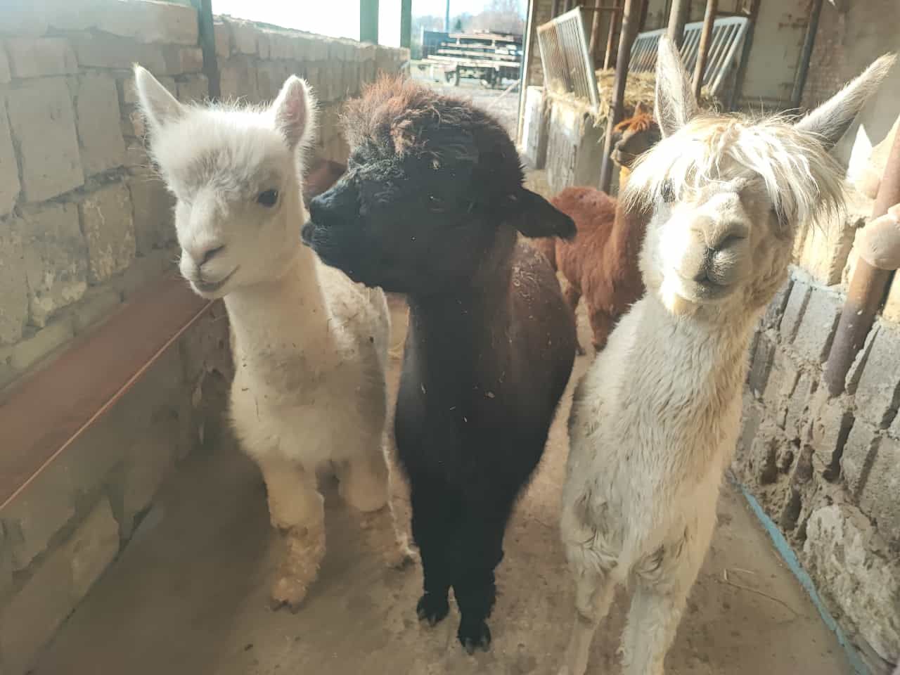 Drei Alpakas stehen nebeneinander in einem Stall und schauen in die Kamera.