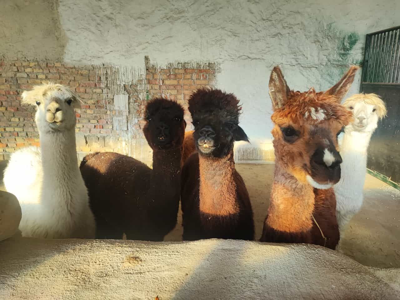 Eine Gruppe Alpakas steht nebeneinander und schaut in die Kamera.