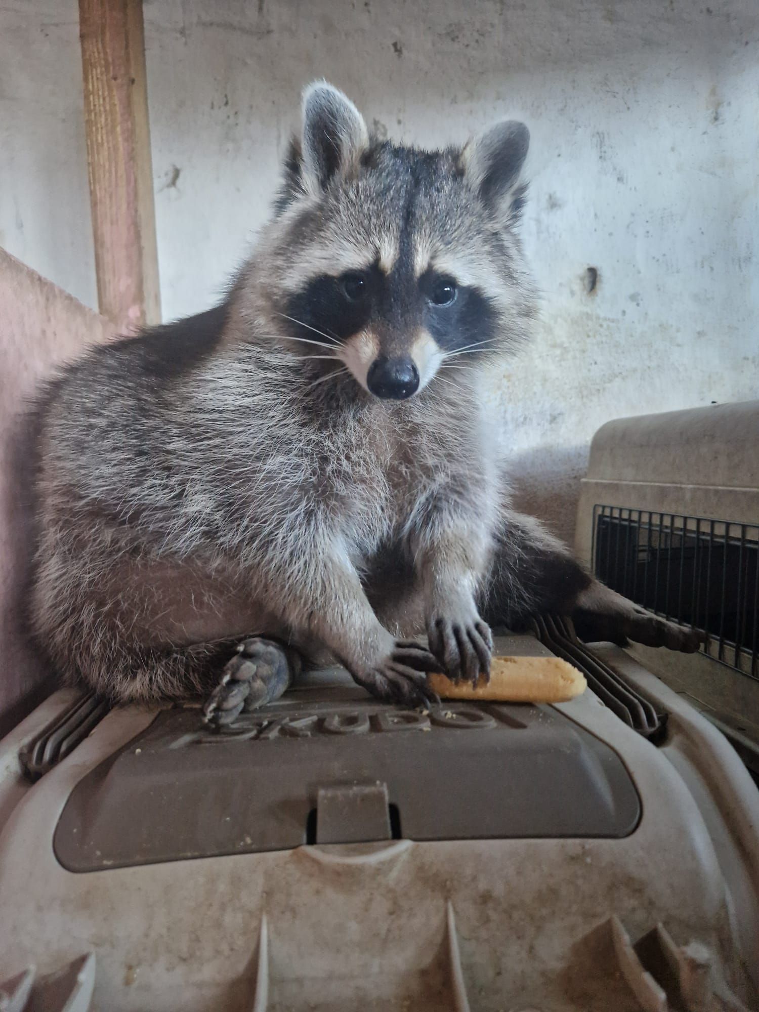 Ein Waschbär sitzt auf einer Mülltonne.