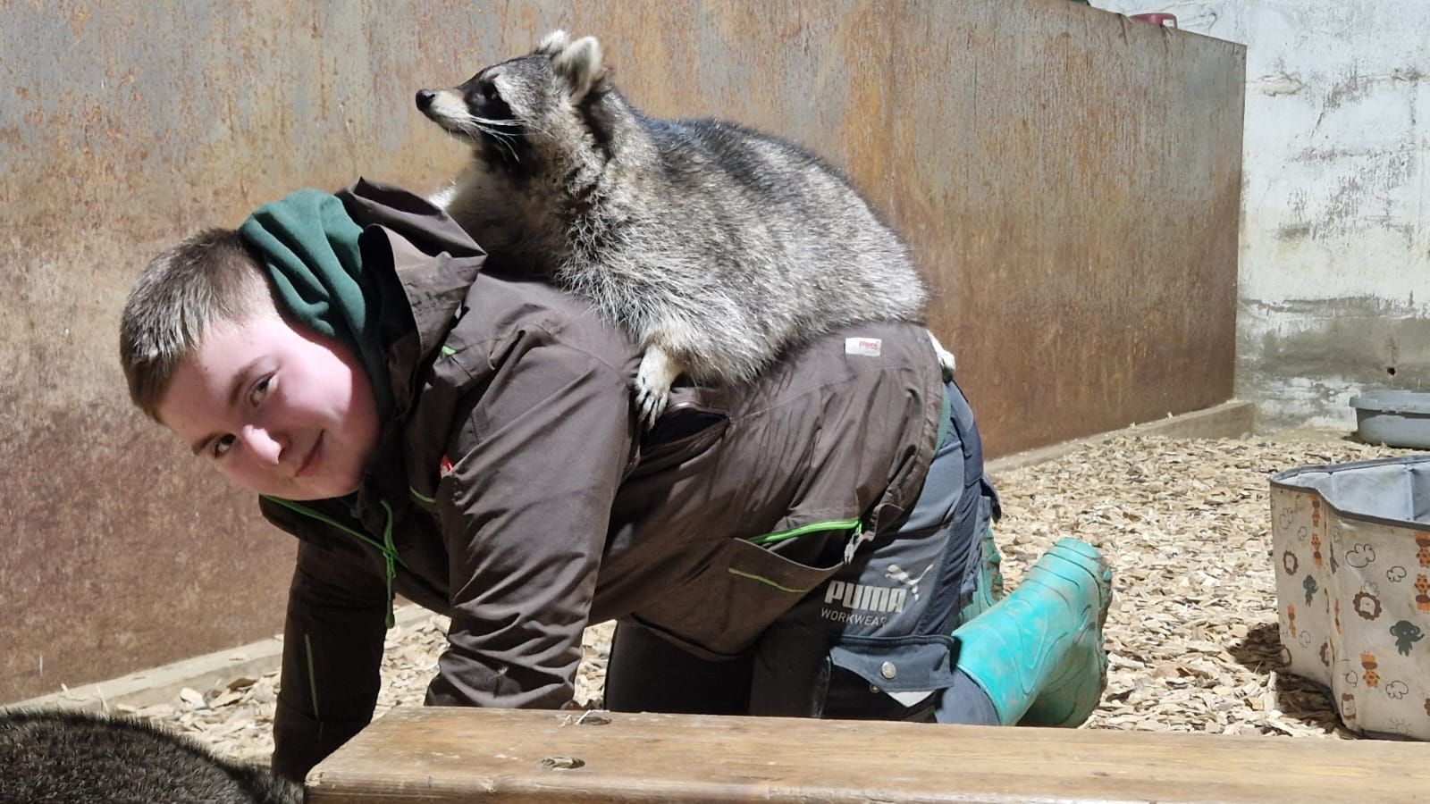 Ein Mann kniet mit einem Waschbären auf seinem Rücken.