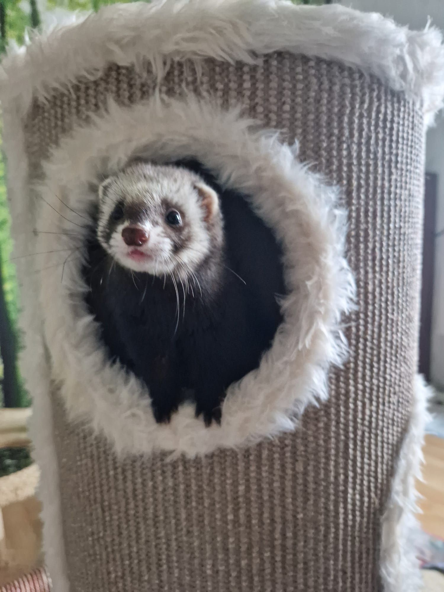 Ein Frettchen sitzt in einem Loch in einem Katzenbaum.