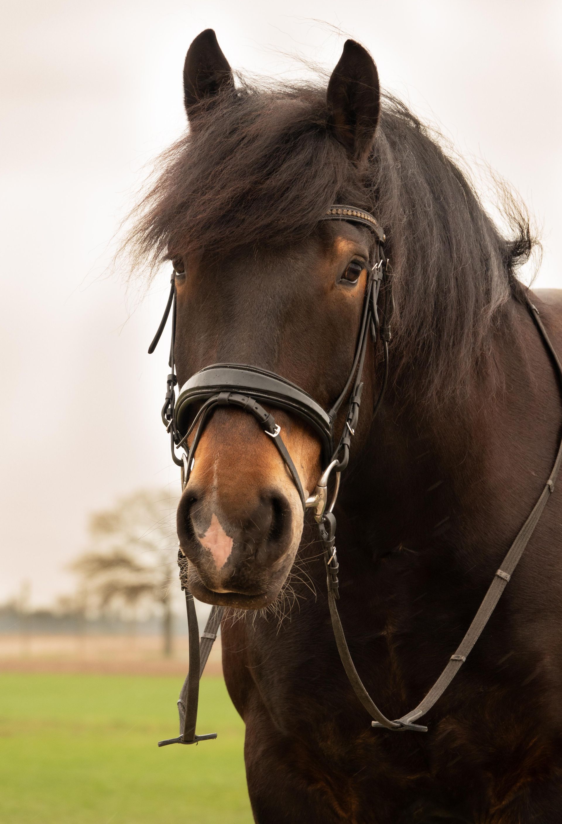 Eine Nahaufnahme eines Pferdes mit Zaumzeug auf einer Weide.