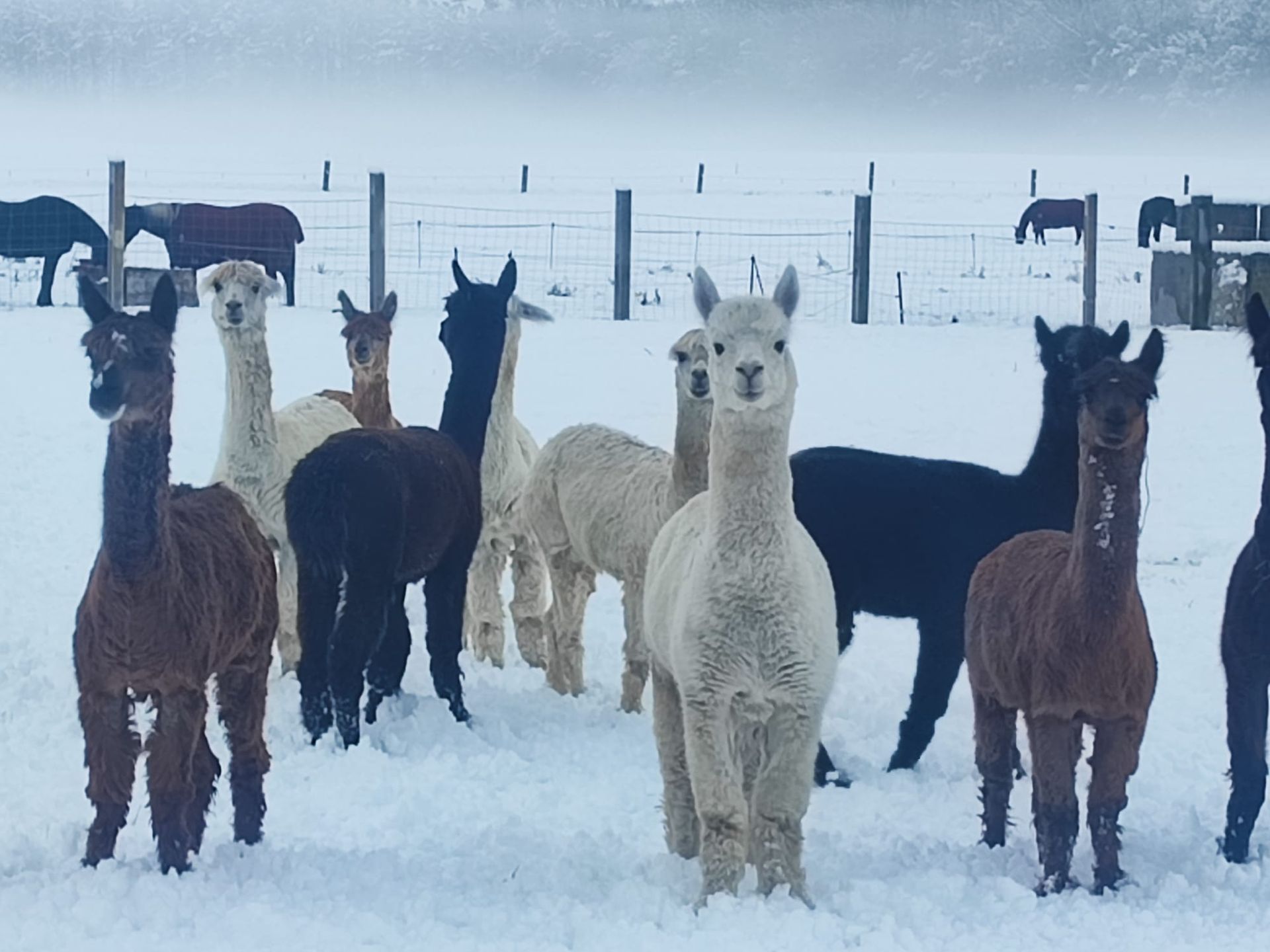 Eine Herde Lamas steht im Schnee