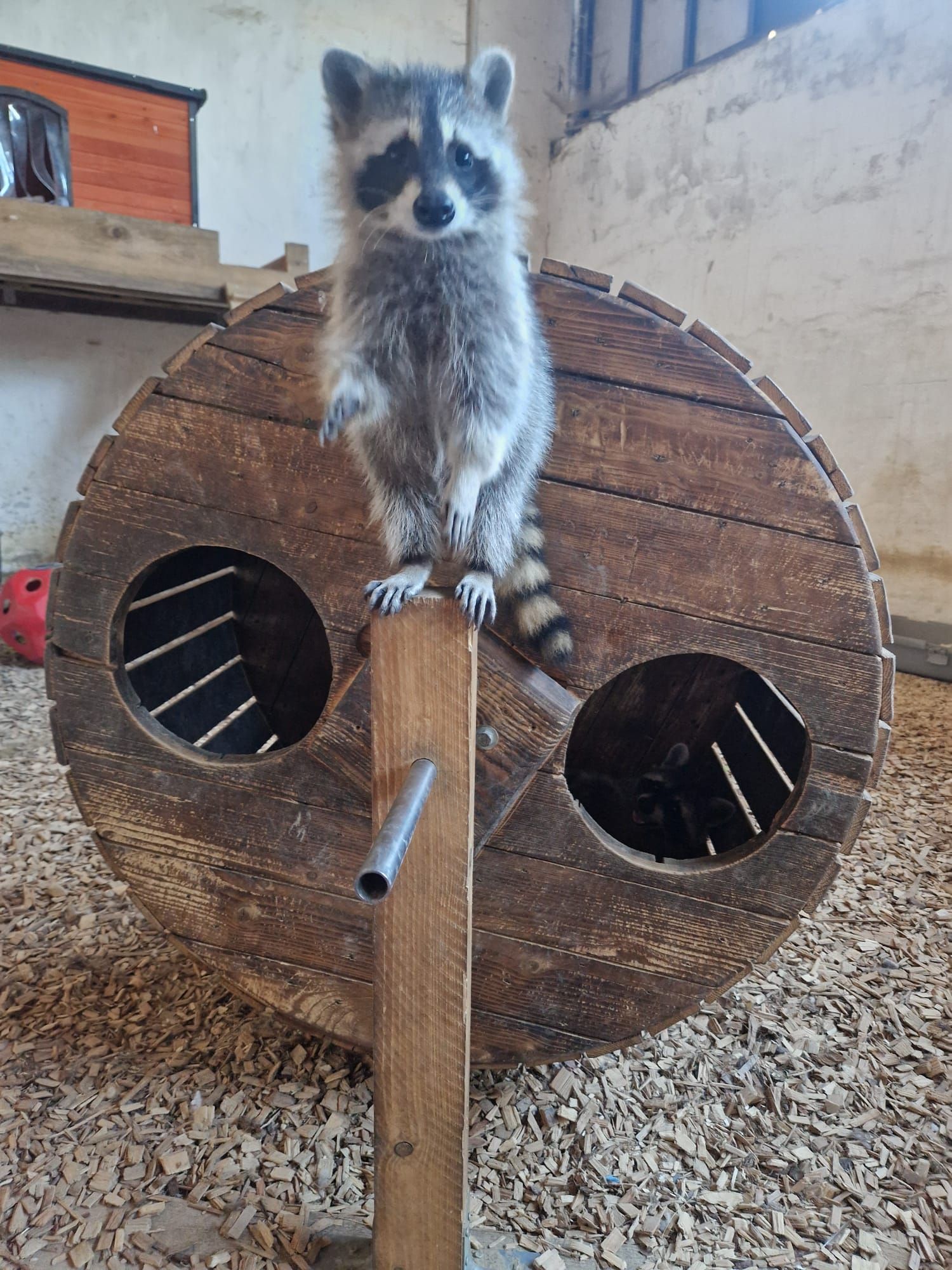 Ein Waschbär steht auf einer Holzspule.