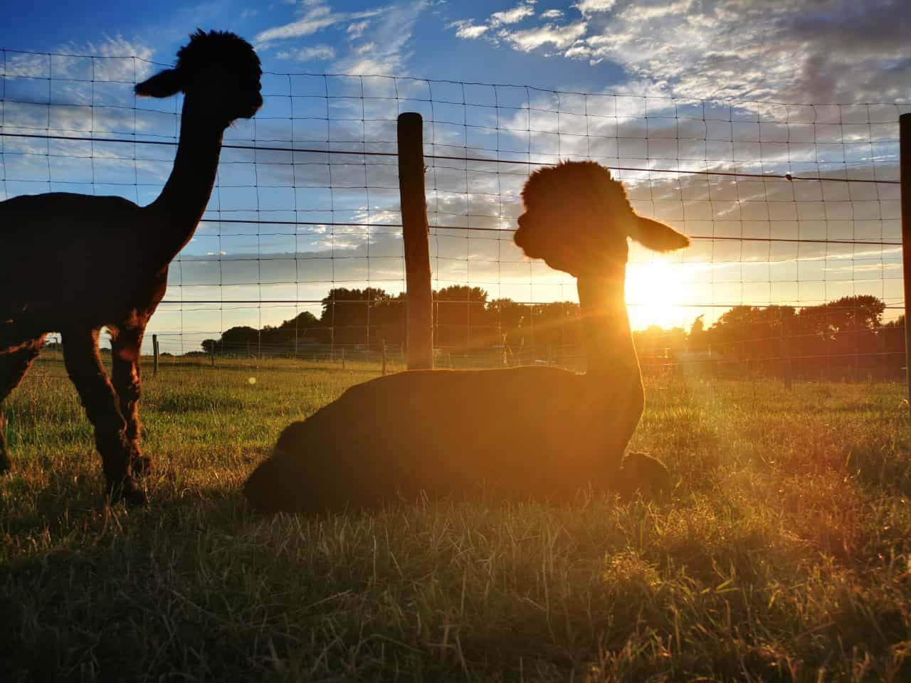Zwei Alpakas stehen bei Sonnenuntergang nebeneinander auf einer Wiese.