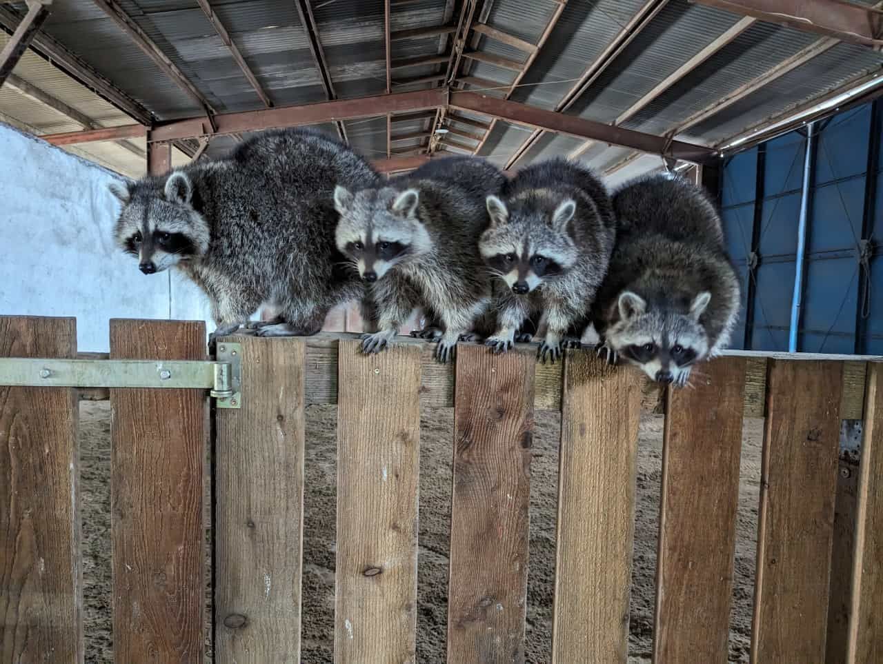 Eine Gruppe Waschbären steht auf einem Holzzaun.