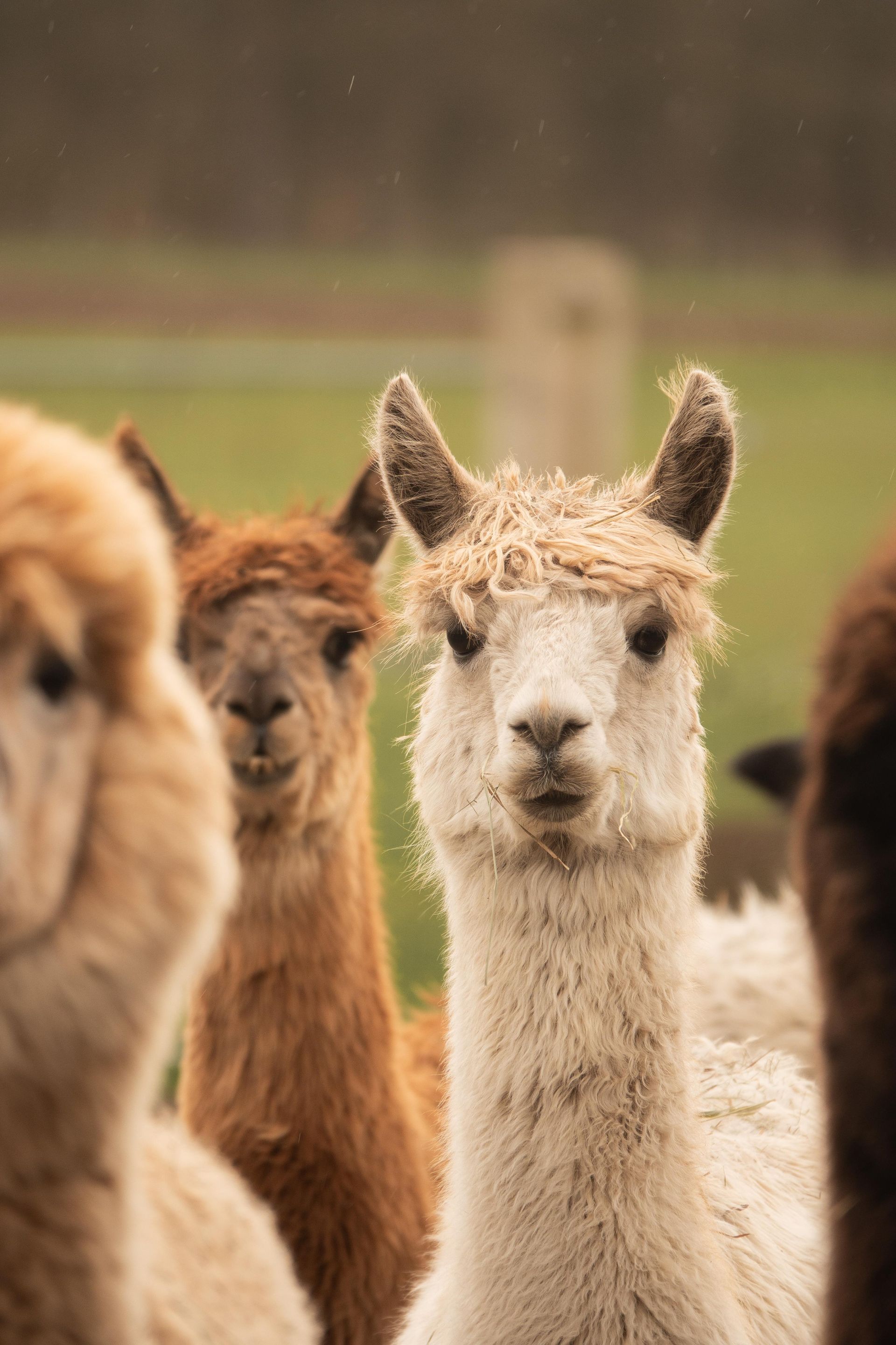Eine Gruppe Lamas steht nebeneinander auf einem Feld und schaut in die Kamera.