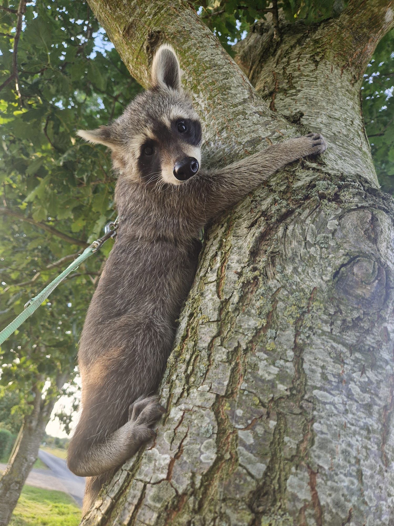 Ein Waschbär klettert an der Leine auf einen Baum.