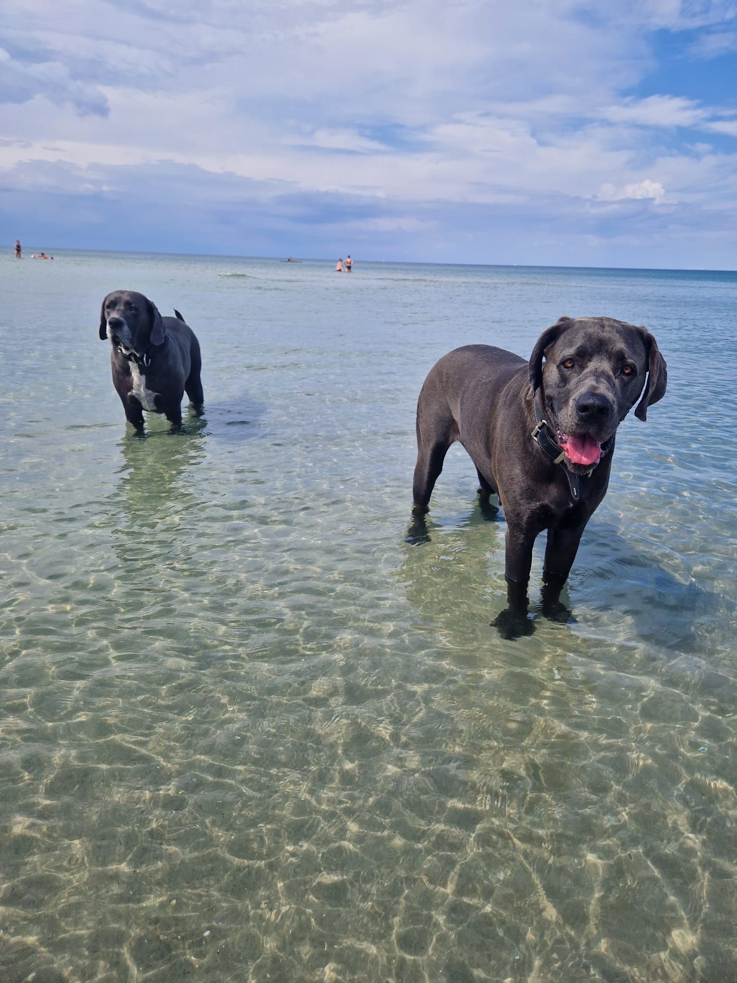 Zwei Hunde stehen im Wasser an einem Strand.